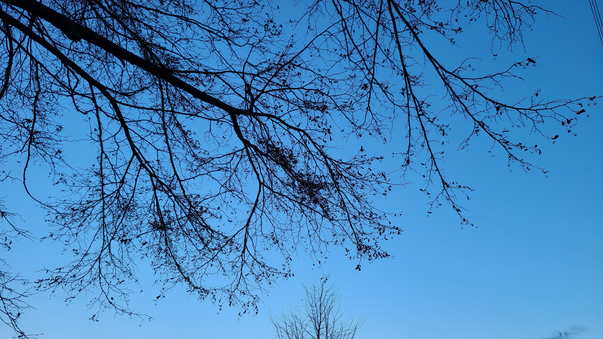 Tree branches without leaves against a blue sky.