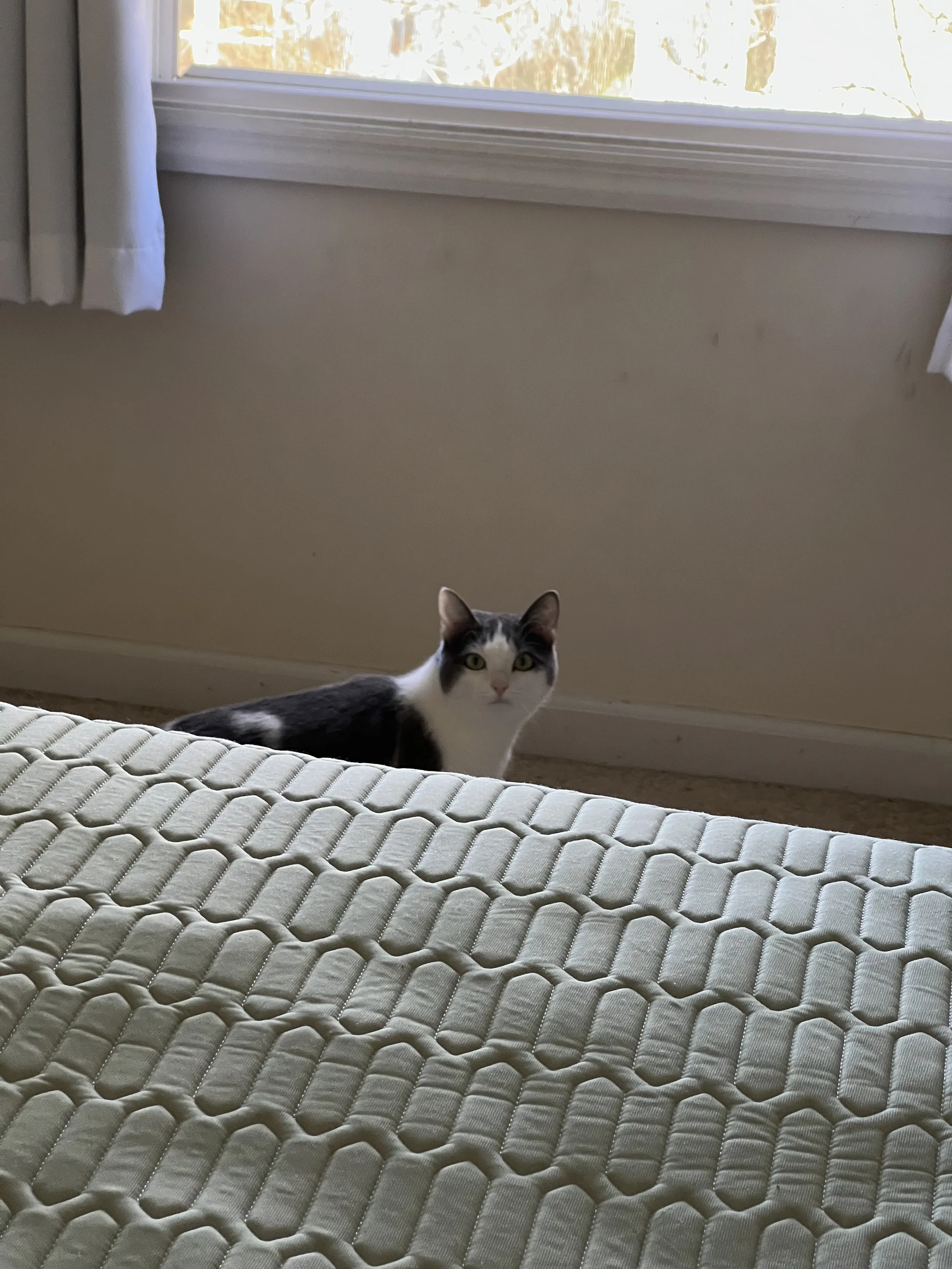 A gray and white cat with large green eyes sitting on the floor near a bed, with a window and cream-colored wall in the background.