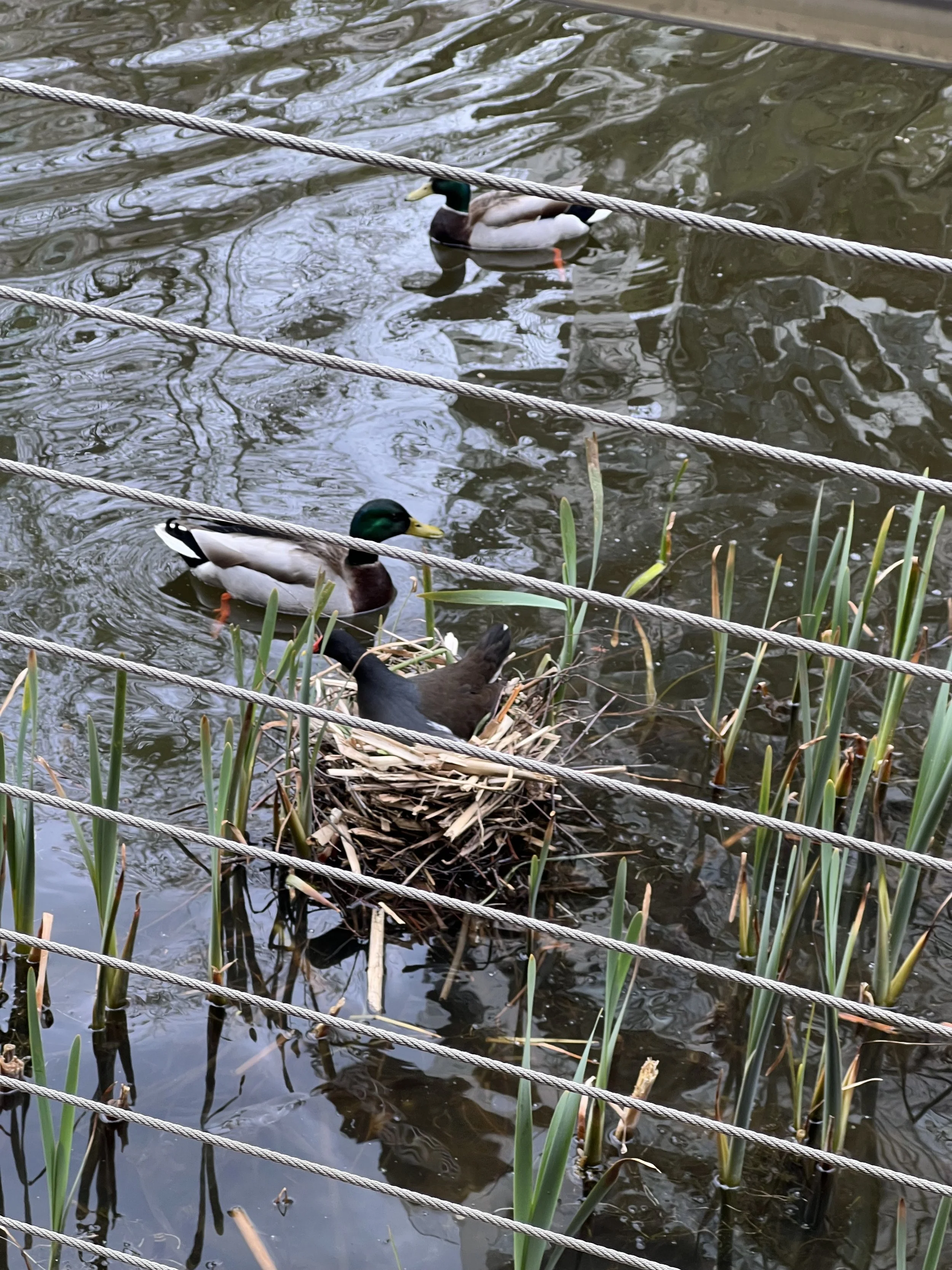 Two mallard ducks swimming in a pond with reflected tree branches, surrounded by reeds, and a metal railing in the foreground.