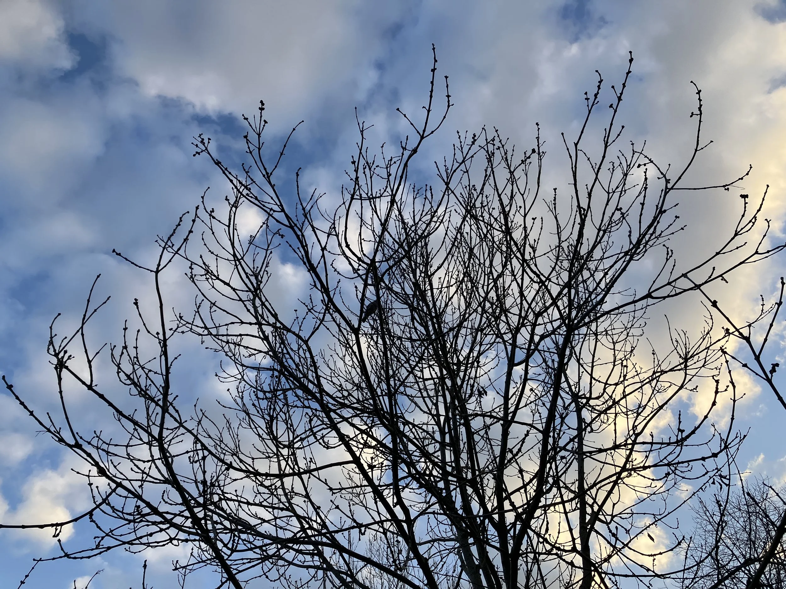 A silhouette of a leafless tree against a cloudy sky during daytime.