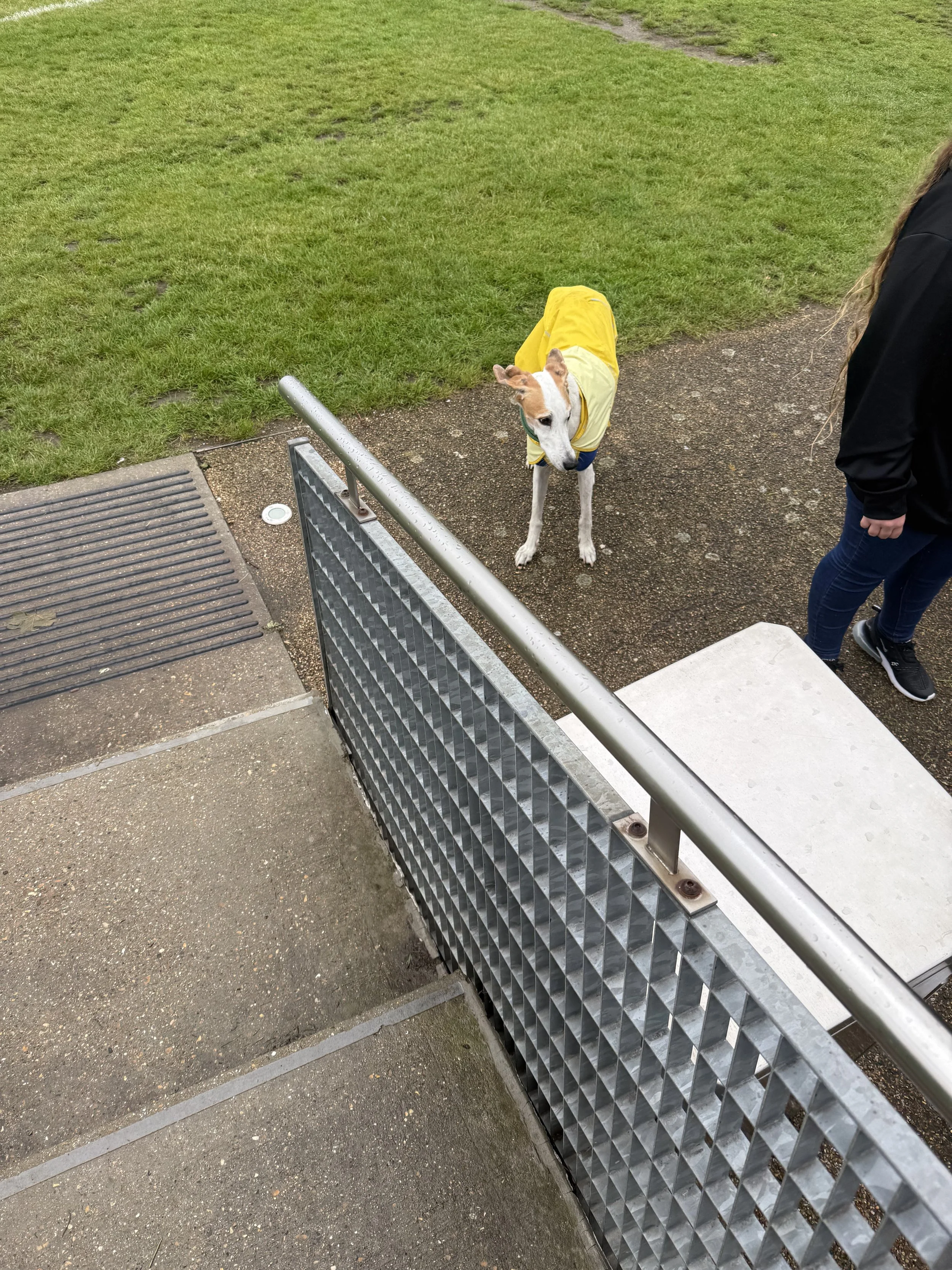 Dog wearing a yellow jacket standing on a wet sidewalk next to a metal rail and green grass.