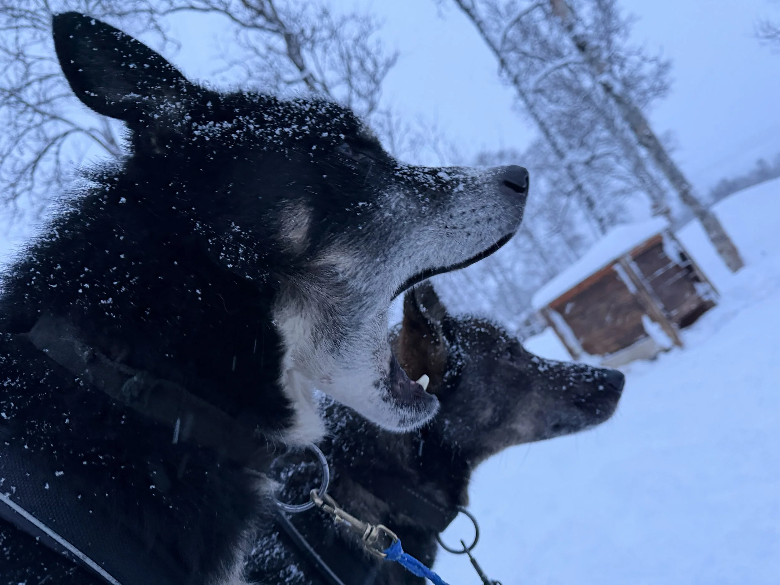 Close-up of a black and white dog with snow on its face outdoors during winter, with snow-covered trees and a wooden structure in the background.