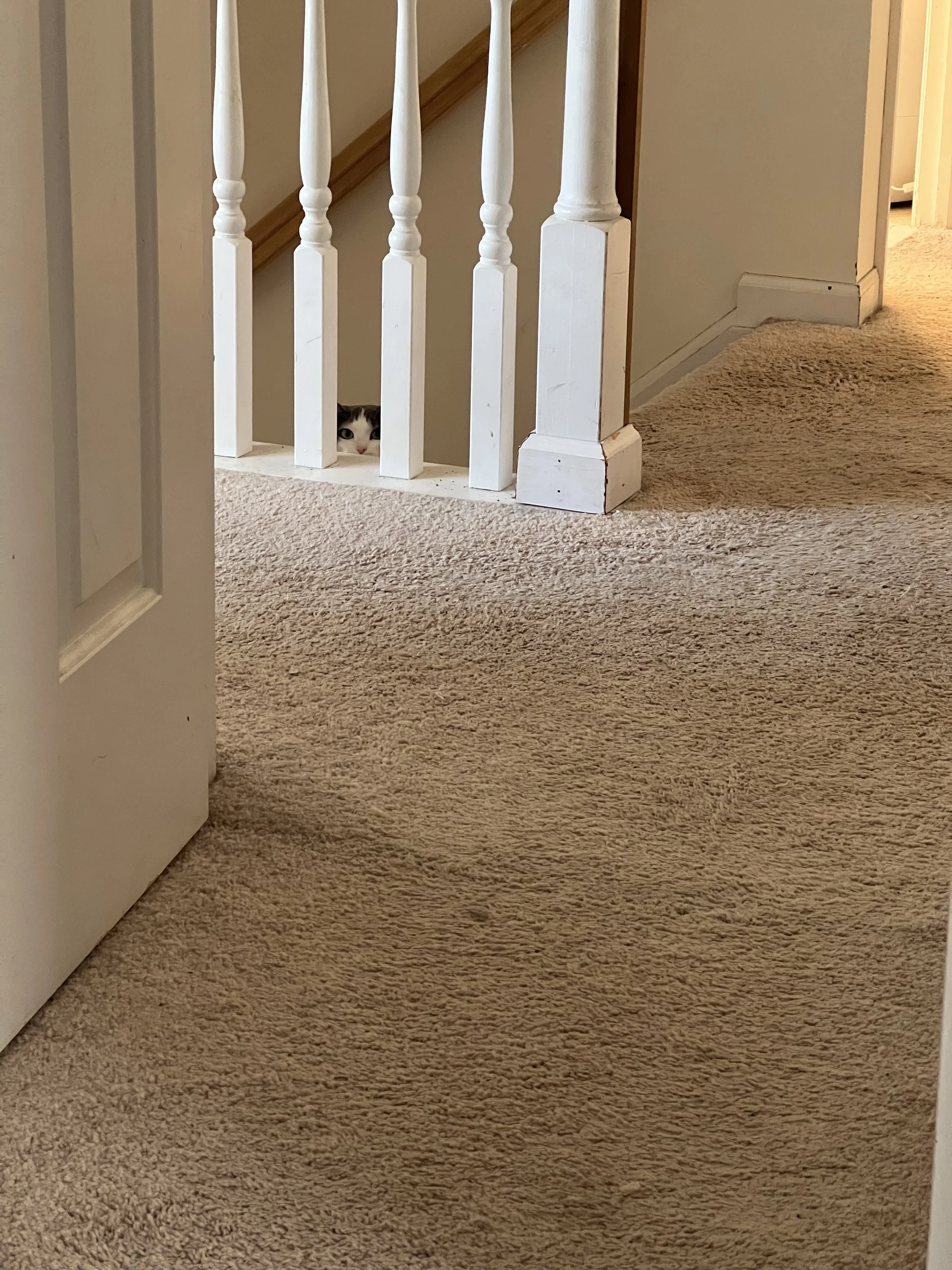 A cat peeking through the bars of a staircase railing, with beige carpeted flooring and walls in the background.