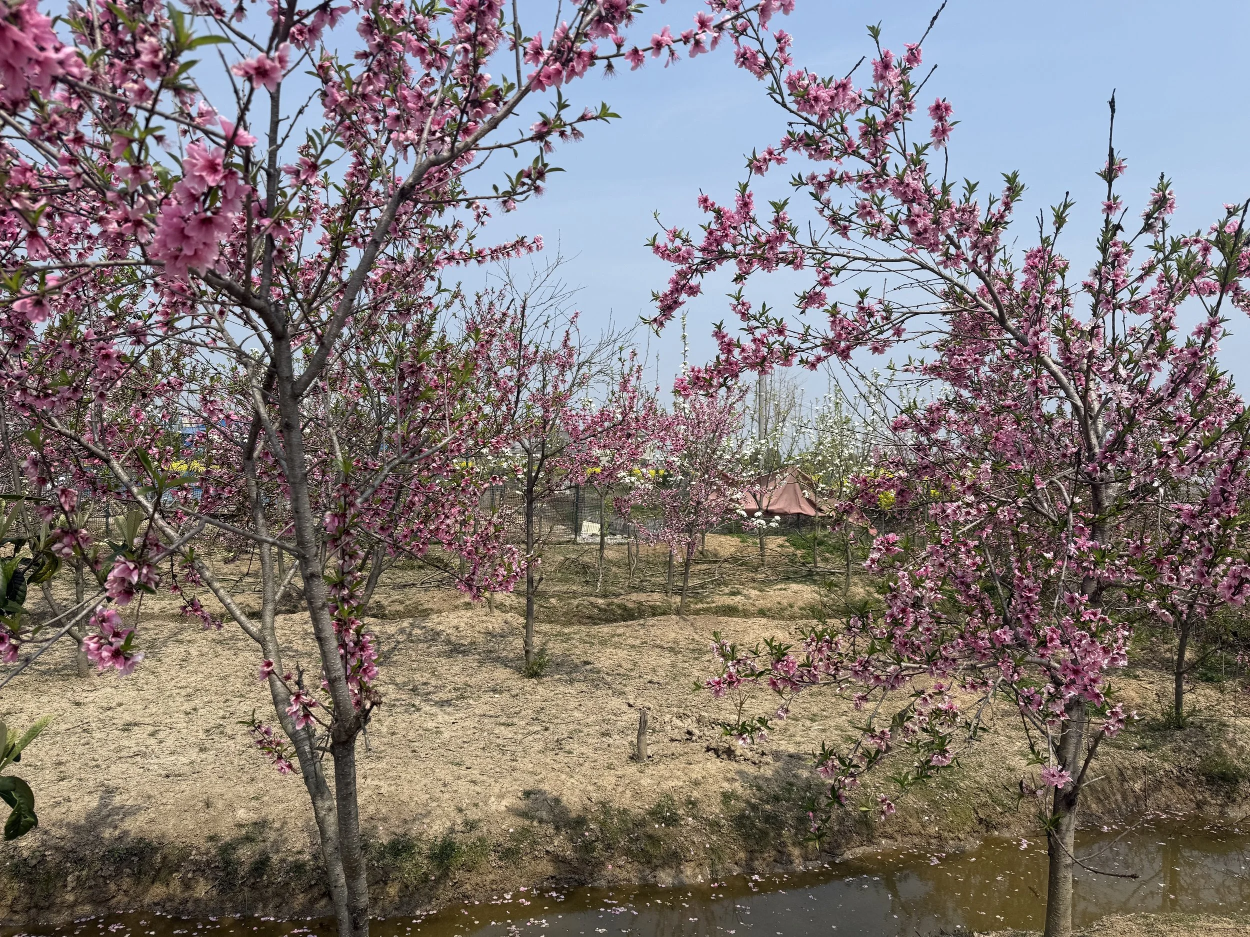 Pink blossoming trees in a garden with a blue sky, a pink gazebo, and a small pond at the bottom of the image.