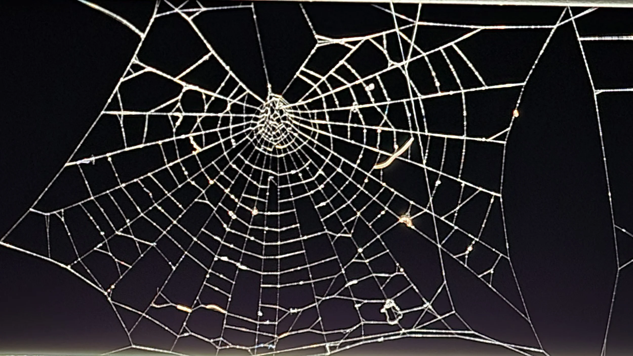 Close-up of a spider web illuminated at night against a dark background.