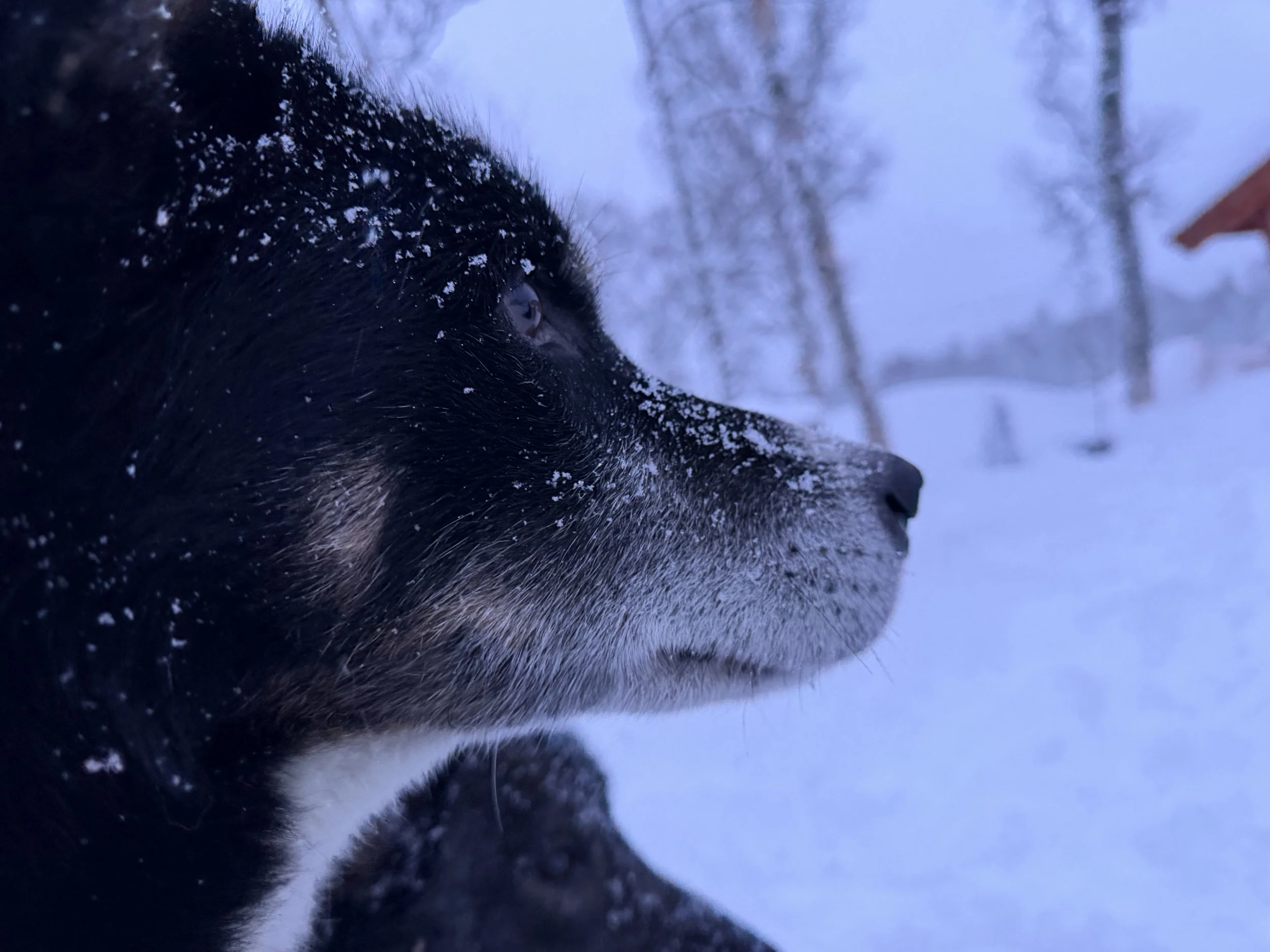 Close-up of a black dog's face with snow on its fur, set against a snowy outdoor background with blurred trees.