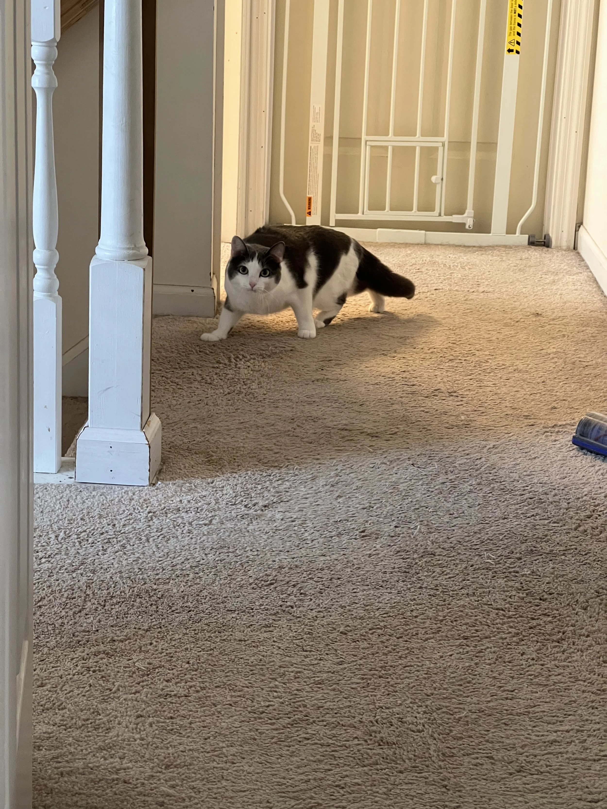 Black and white cat walking on beige carpet in a hallway near a white baby gate and staircase.