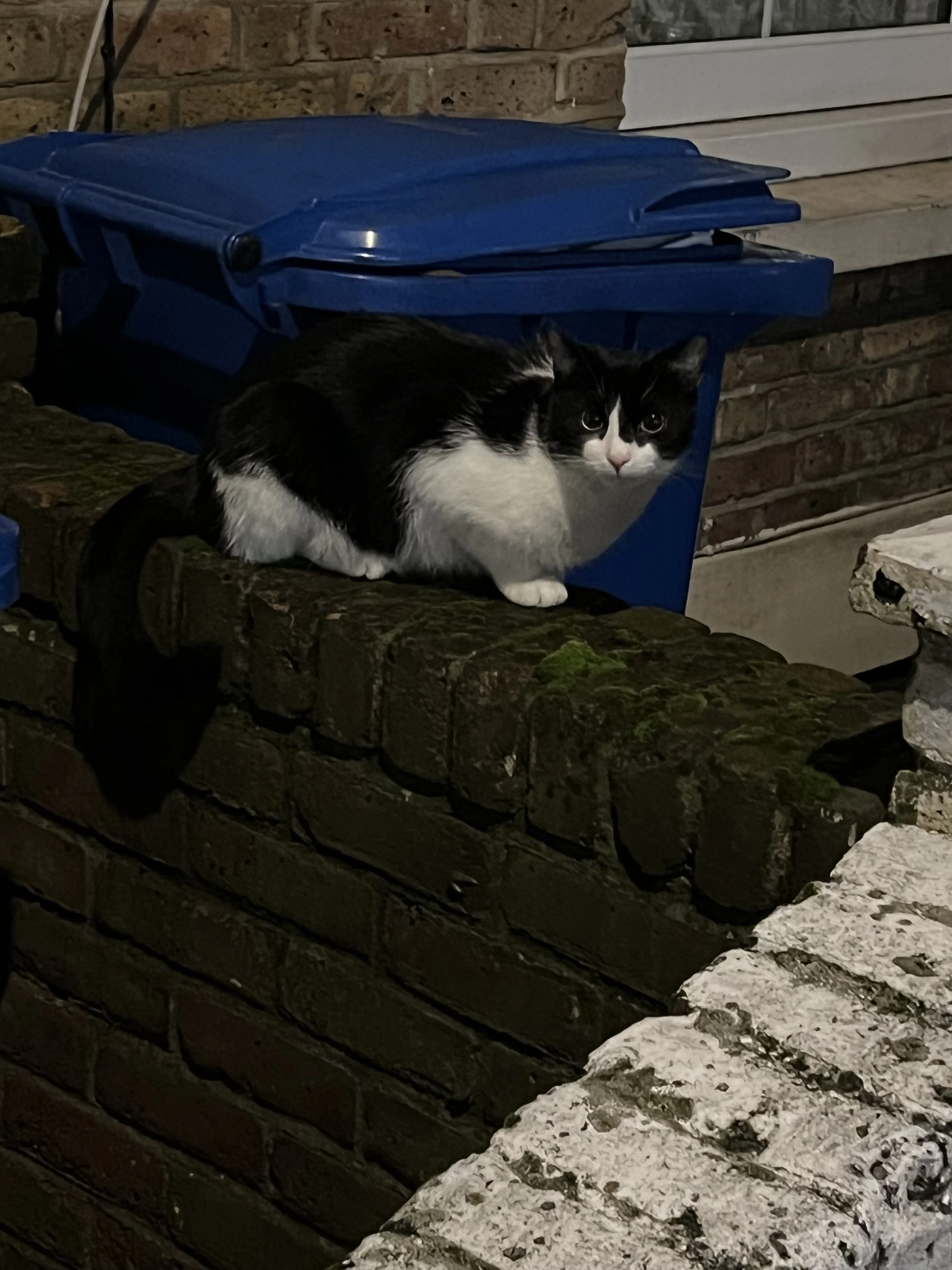 A black and white cat crouching near a blue trash bin on a stone ledge outside a brick building at night.