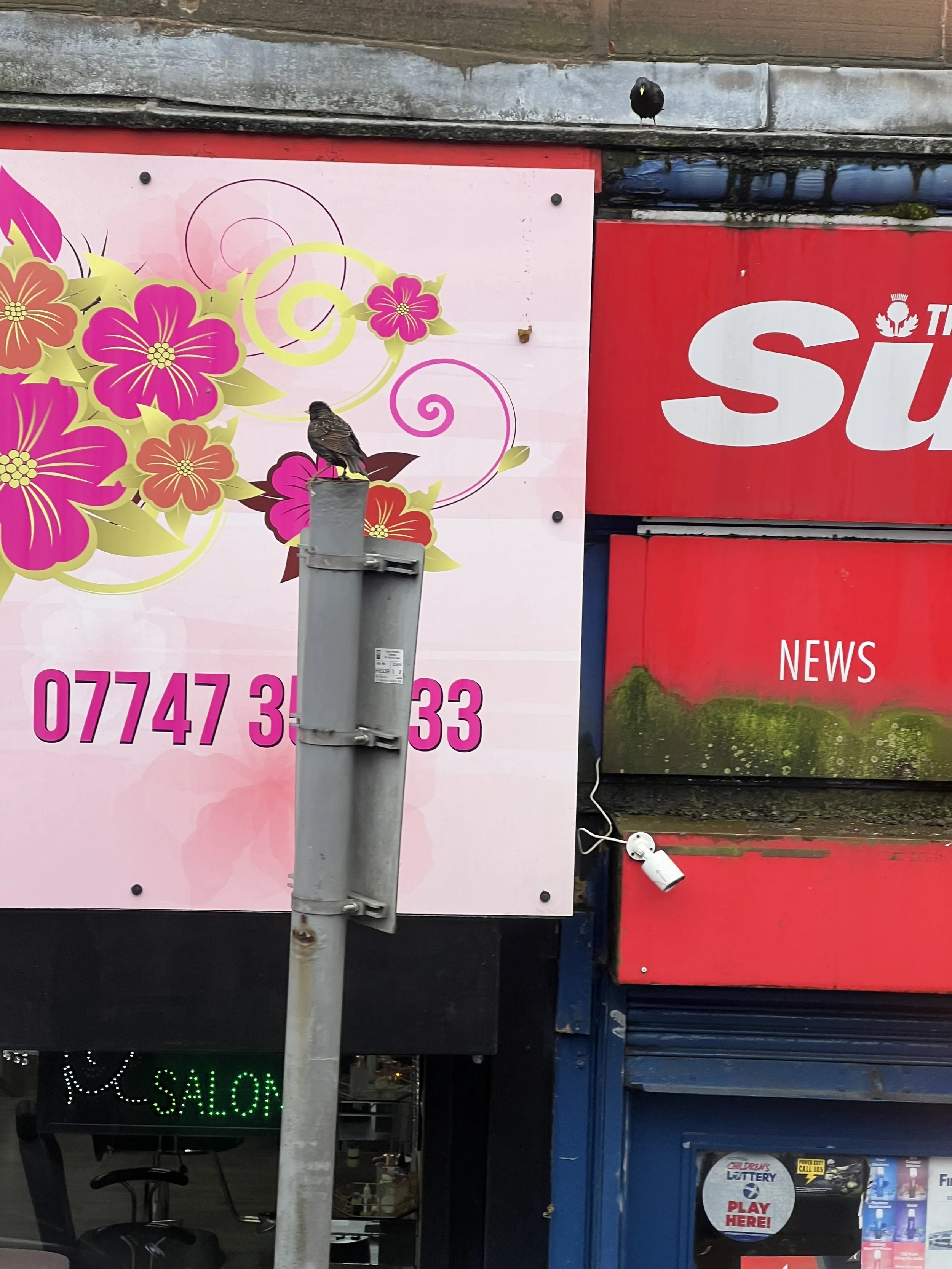 A wall with various signs, including a pink advertisement with flowers and contact numbers, a red sign with white letters, and a neon sign that says 'salon'. There are two birds perched on the wall, one on the metal pipe and the other on a transforme