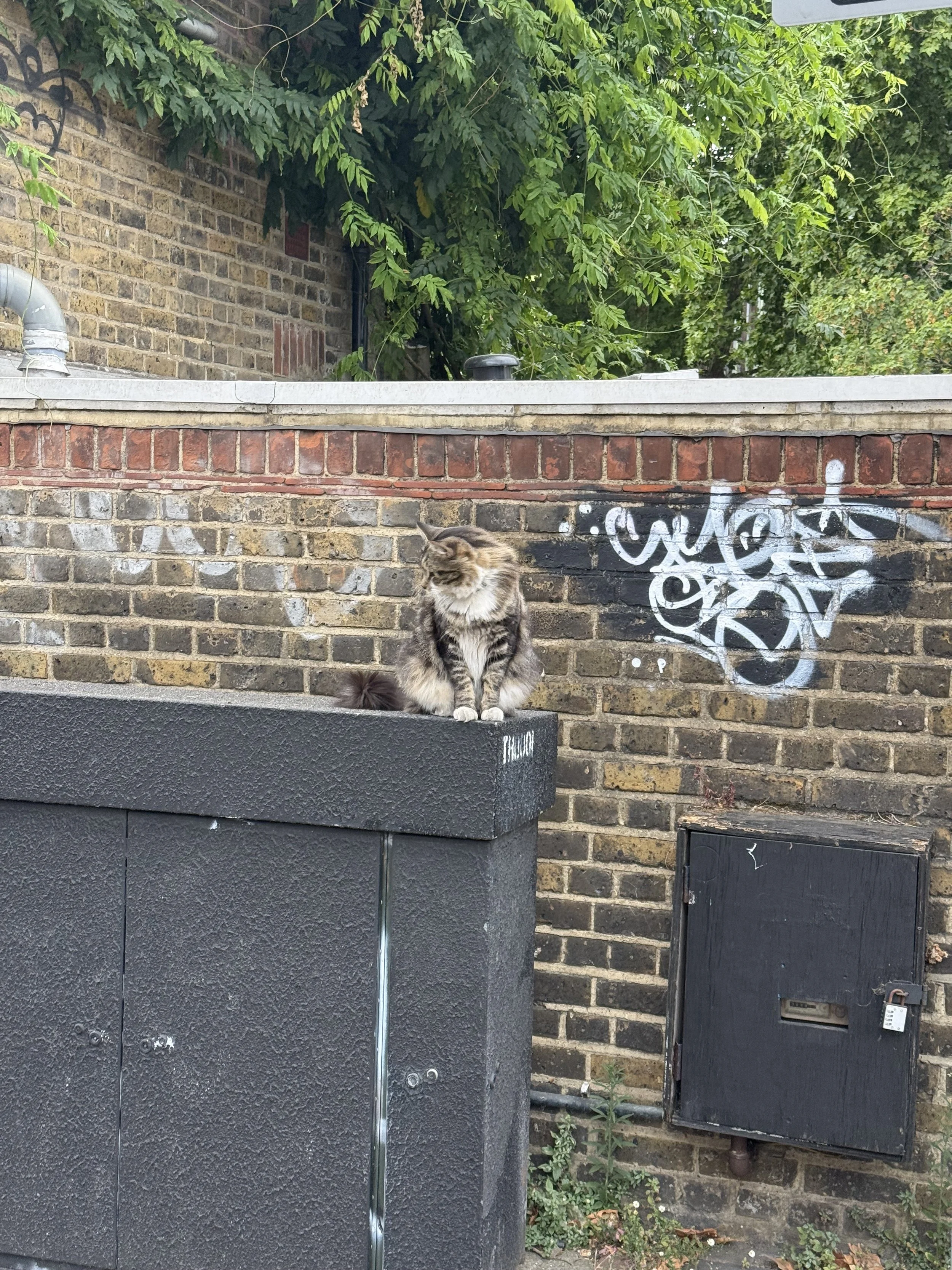 A tabby cat sitting on a black utility box in front of a brick wall with graffiti, with greenery and a brick building in the background.