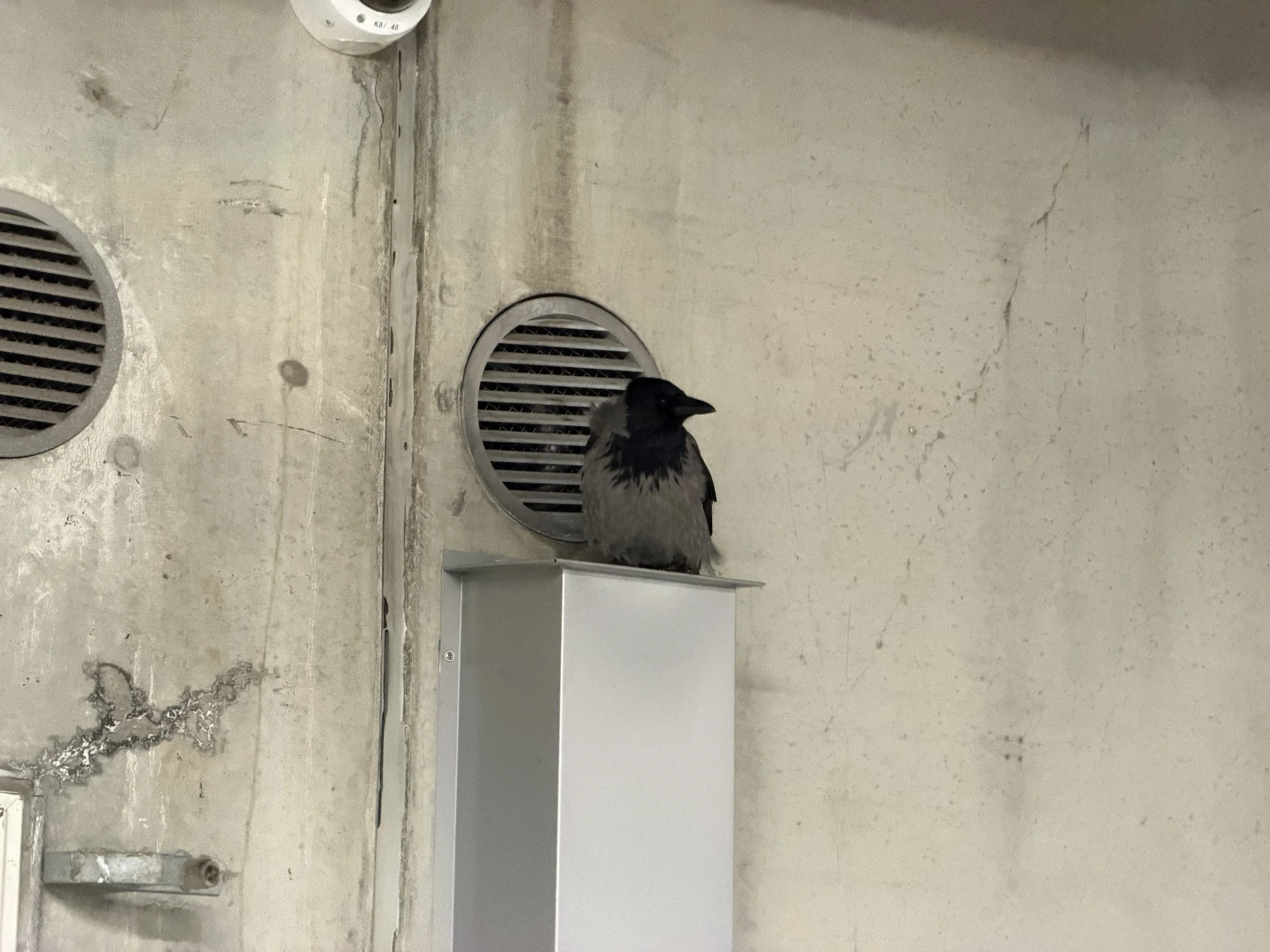A pigeon standing on a raised platform in front of a vent in a concrete wall, with cracked and peeling paint.