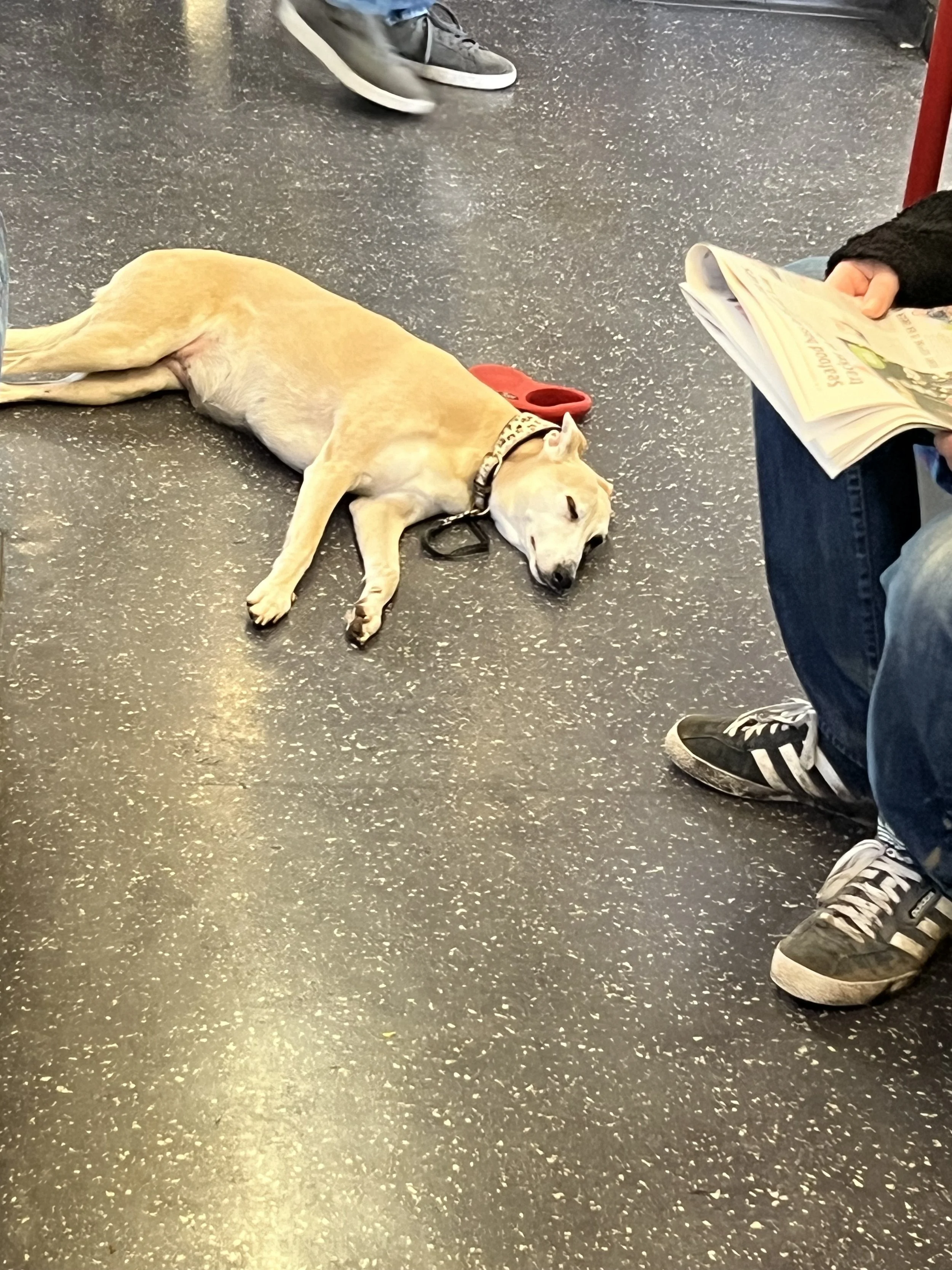 A yellow dog lying on a black speckled floor with a red leash on its neck, sleeping with eyes closed. A person wearing jeans and black and white sneakers is sitting nearby, reading a magazine. Another person standing nearby is wearing gray sneakers a