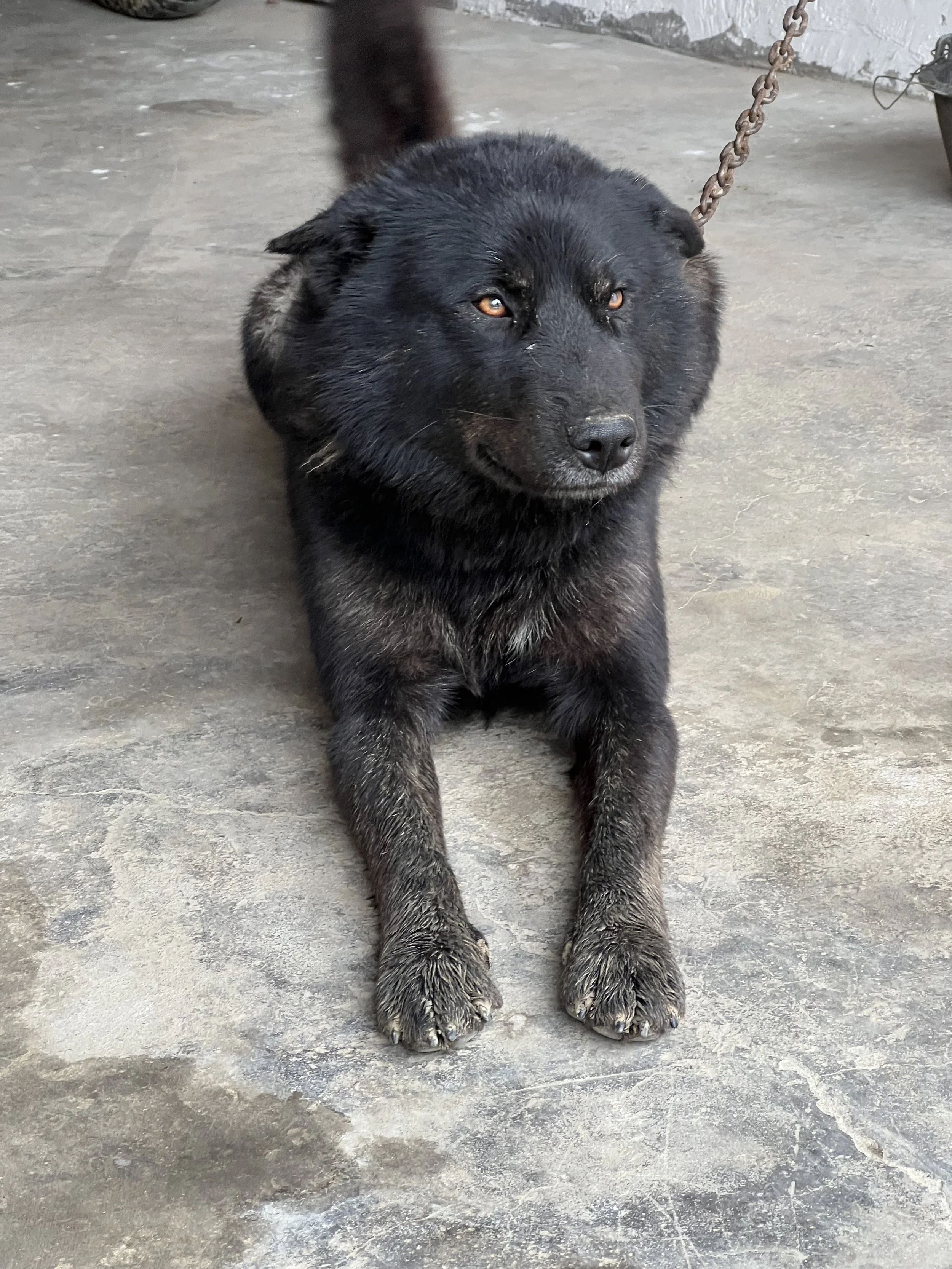 A black dog with brown eyes lying on a concrete floor, attached to a chain.