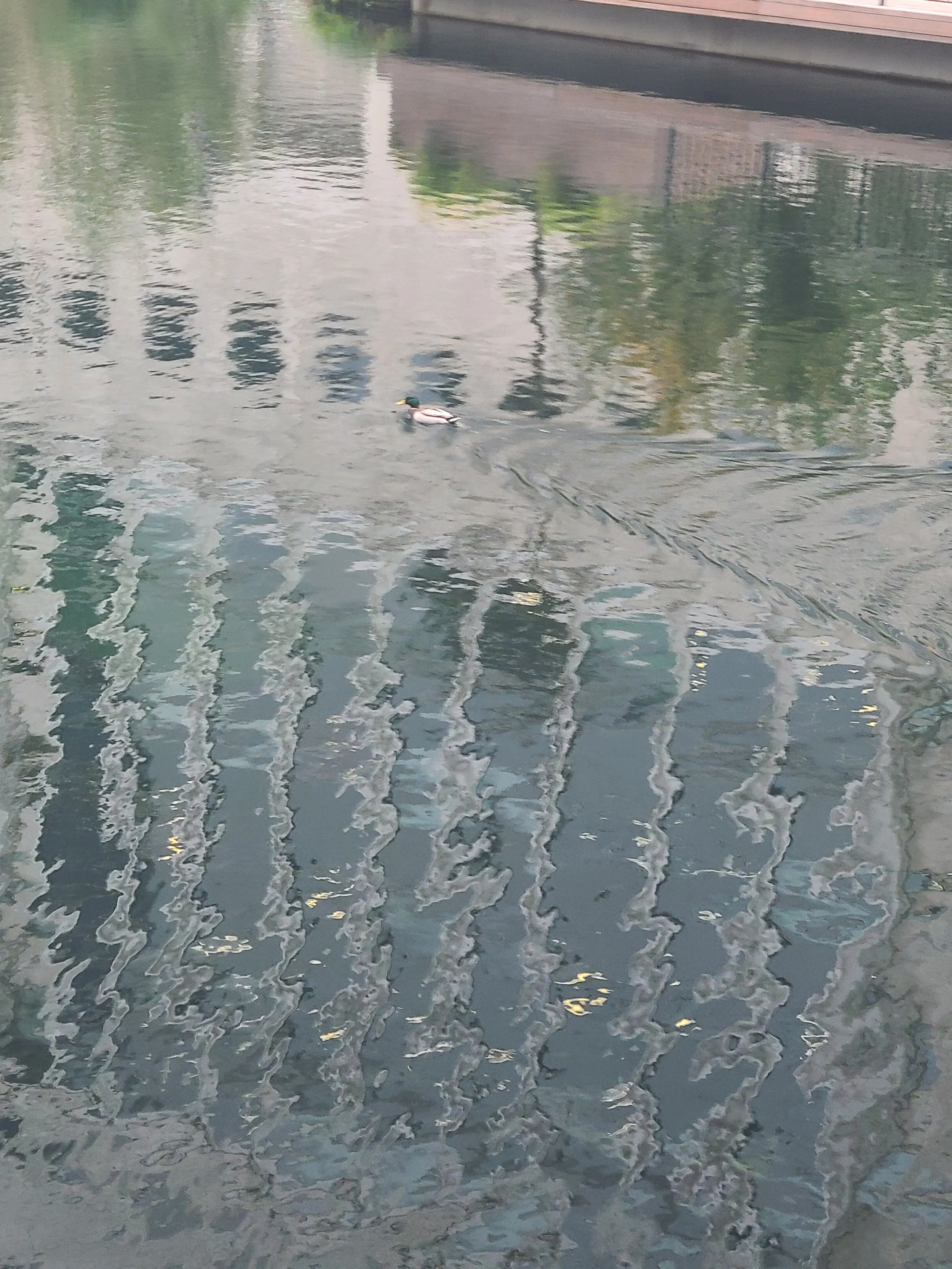 A duck swimming in a calm body of water near a brick building, with reflections of the building and greenery on the water's surface.