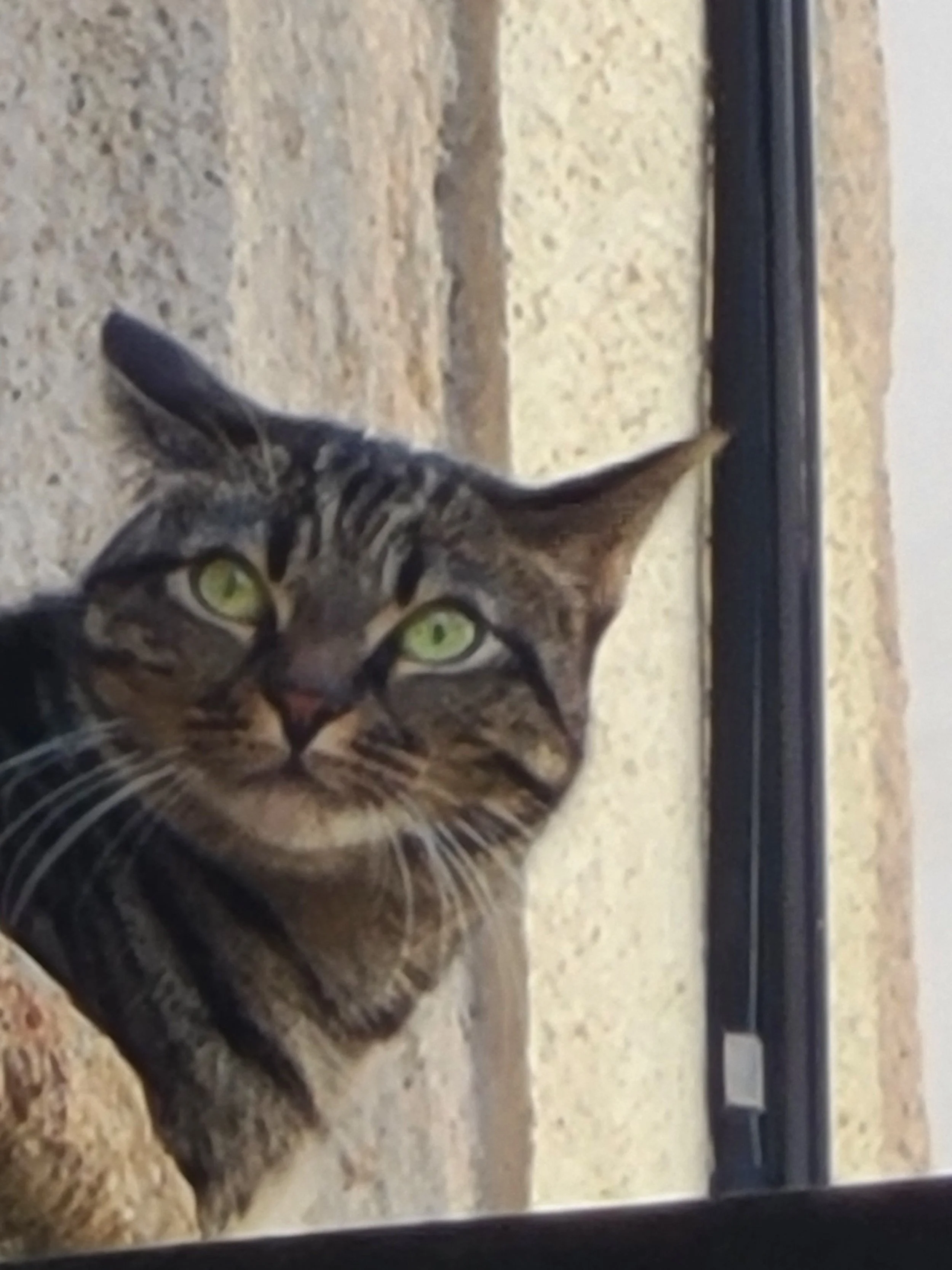 A tabby cat with green eyes lying on a beige tiled surface near a black appliance.
