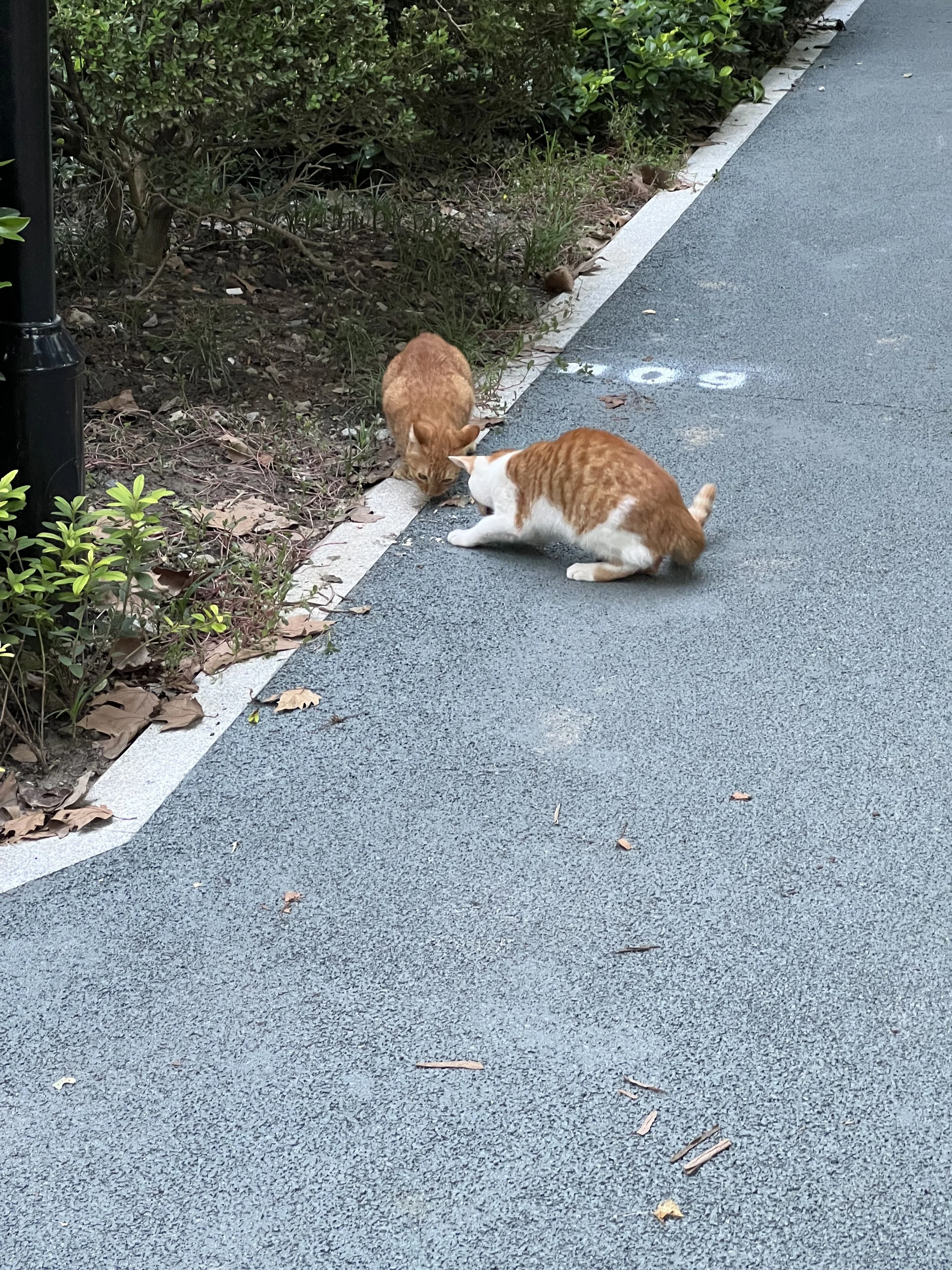 Two cats on a sidewalk near some bushes. One is orange and the other is white with orange.