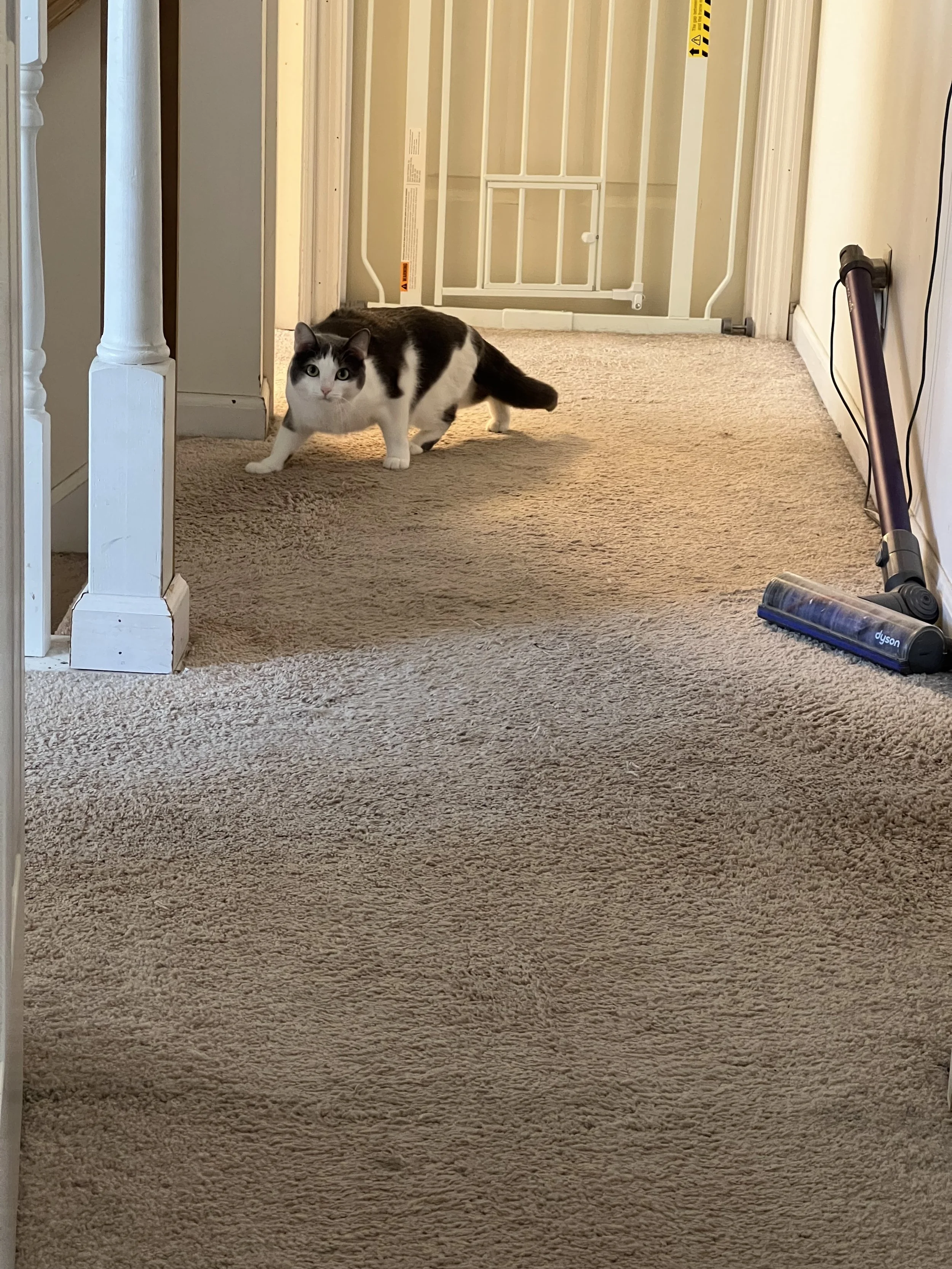 A black and white cat crouching on a beige carpet in a hallway near a vacuum cleaner, with a white baby gate and staircase railing in the background.