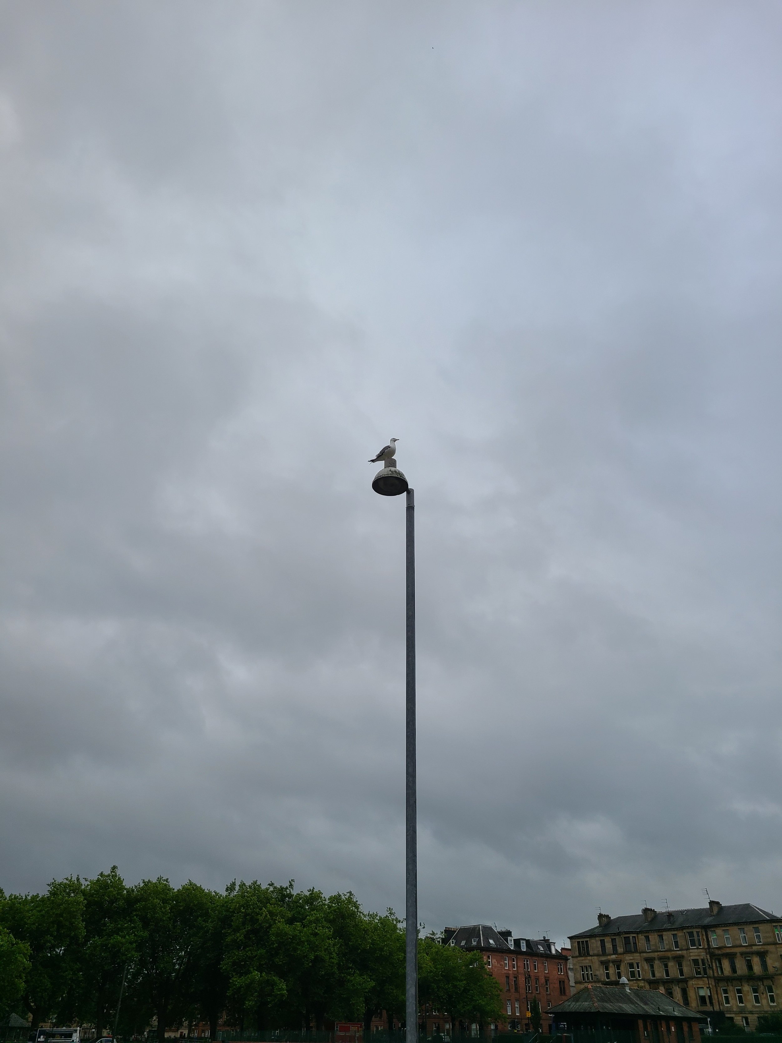 A seagull perched on top of a tall streetlamp against a cloudy sky with trees and buildings in the background.