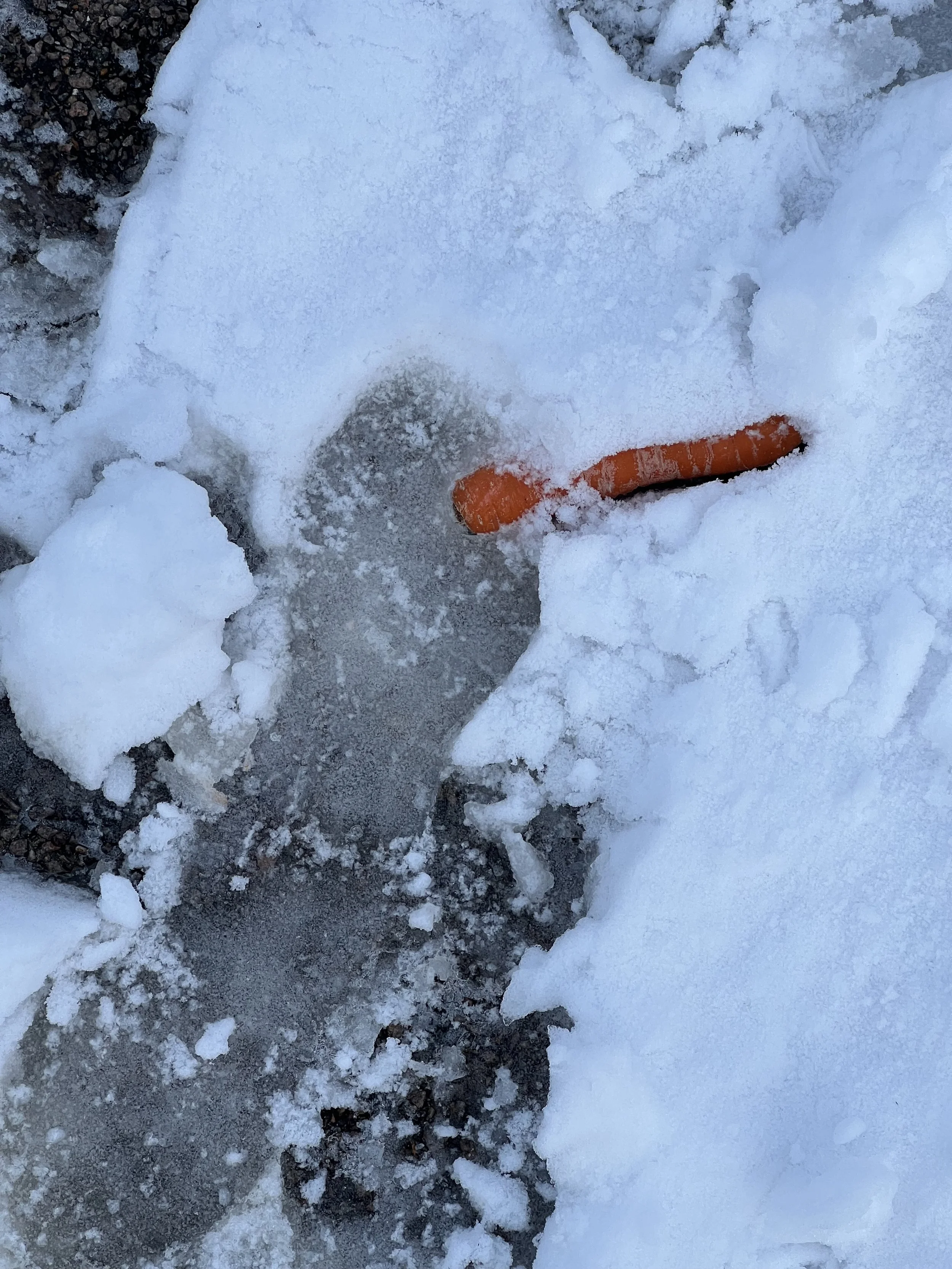 A partially melted and icy orange carrot lying on snow and dirt, with patches of ice and snow surrounding it.