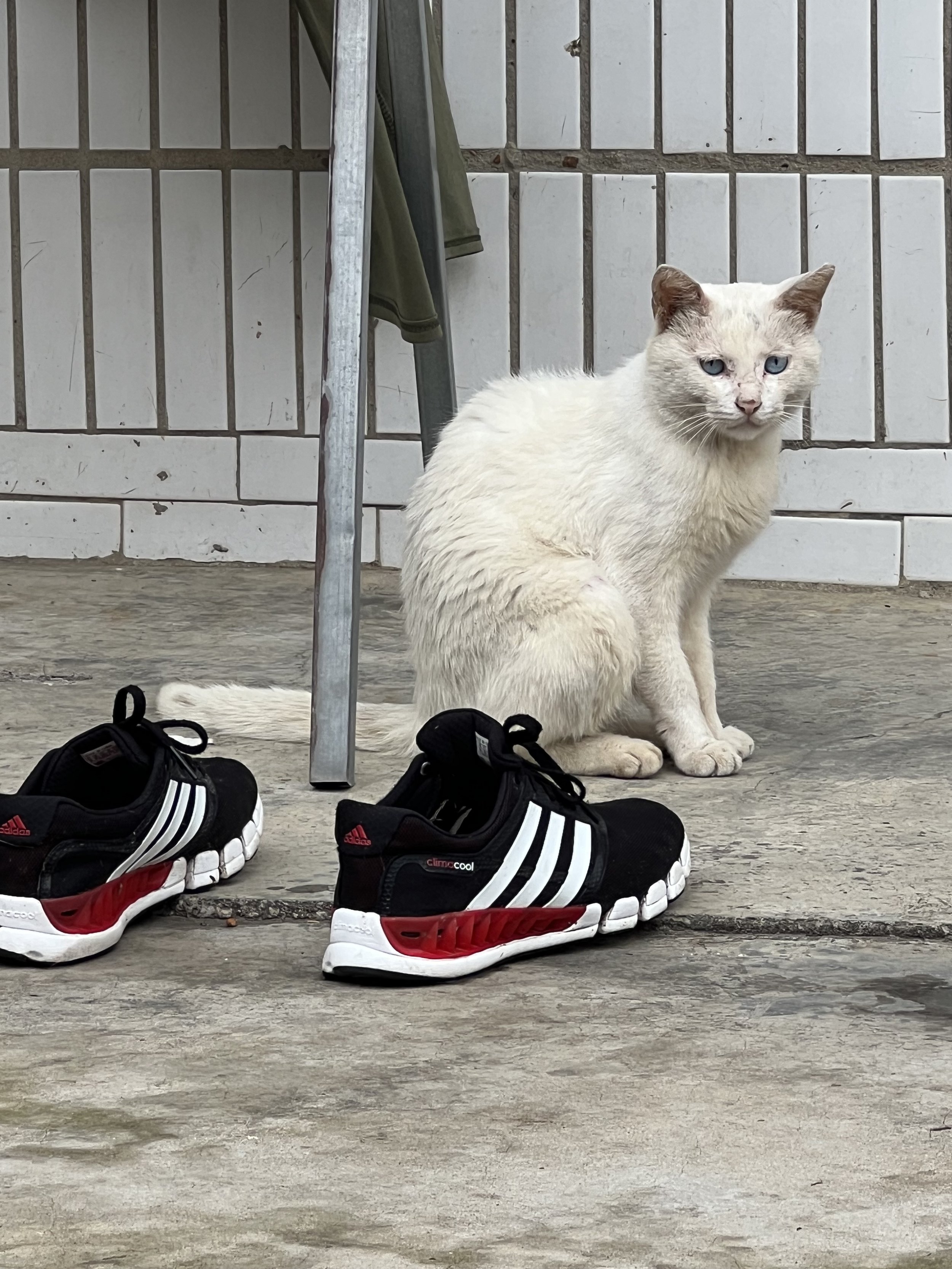 A white cat with blue eyes sitting on a concrete sidewalk next to a pair of black and white sneakers with red accents, with a white tiled wall and a green cloth hanging in the background.