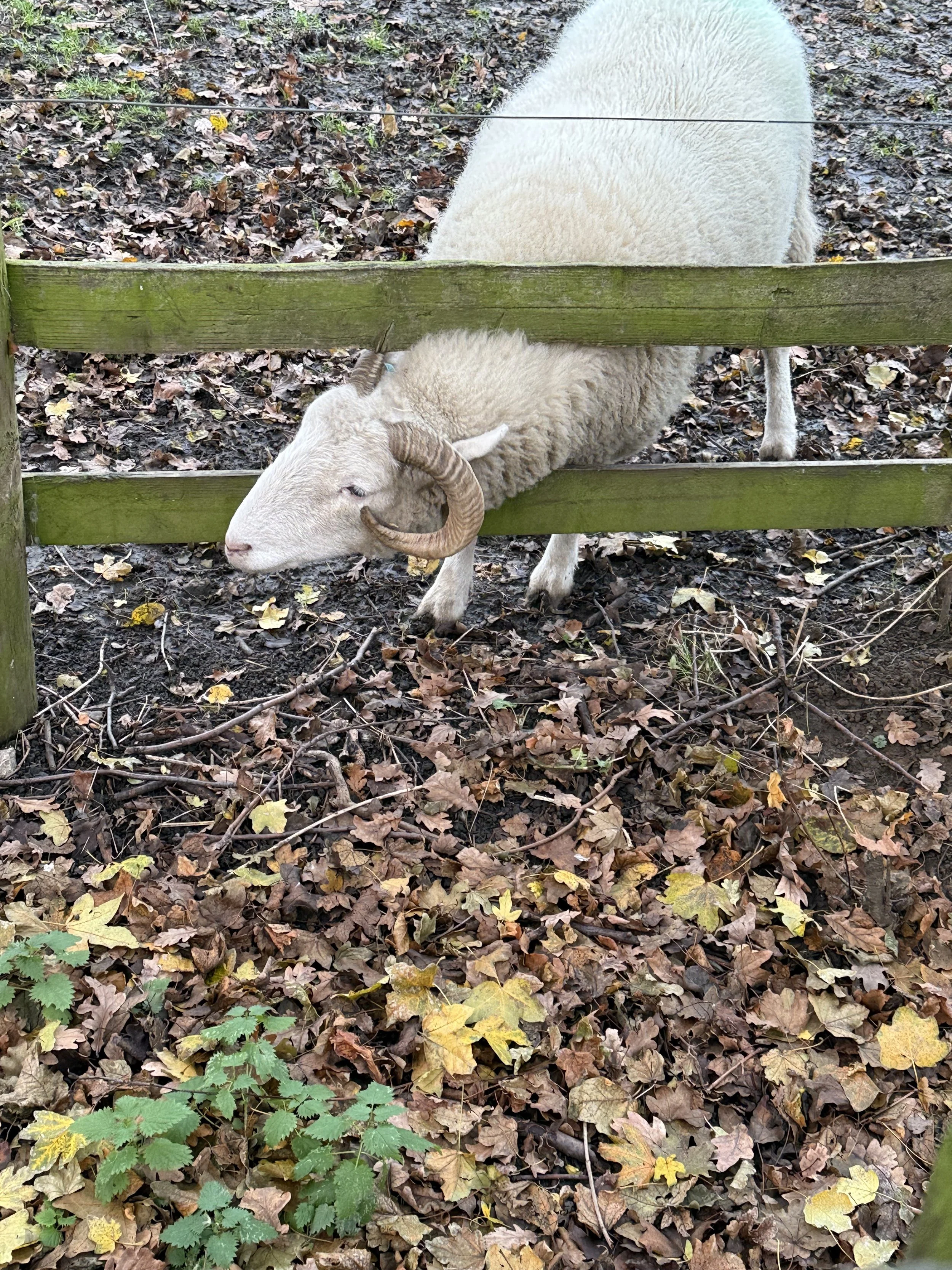 A large white sheep with curved horns laying on the ground, partially obscured behind a wooden fence, surrounded by fallen autumn leaves and some green plants.
