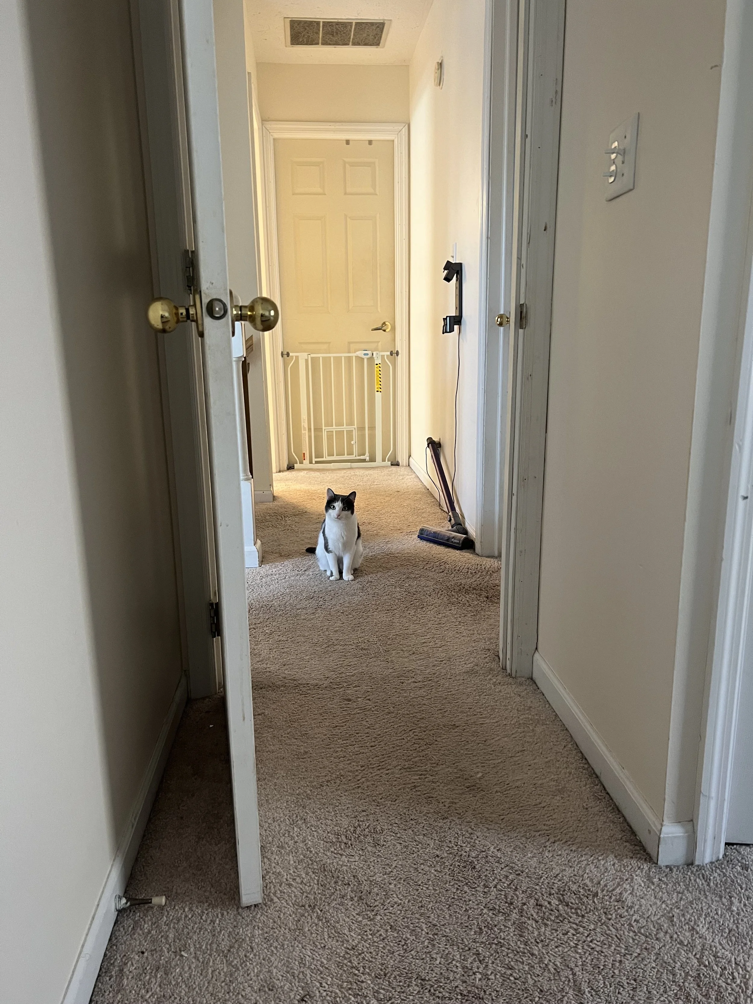 A hallway with a cat sitting on the carpet near a door, with a baby gate at the end of the hallway, and a vacuum cleaner leaning against the wall.