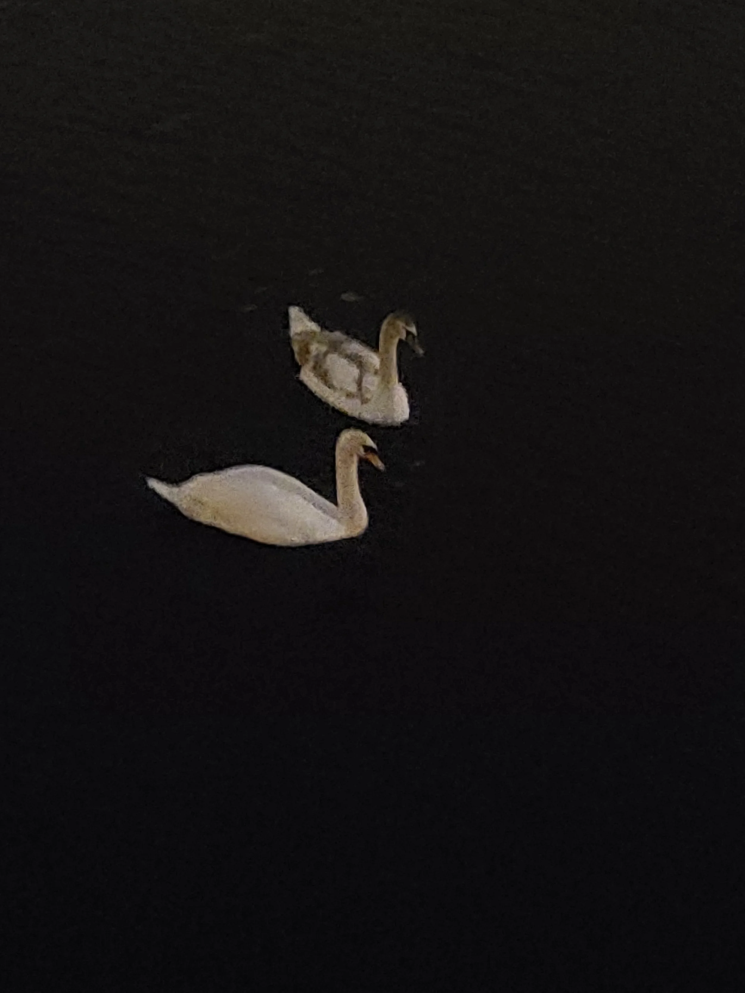 Two swans swimming at night on a dark body of water