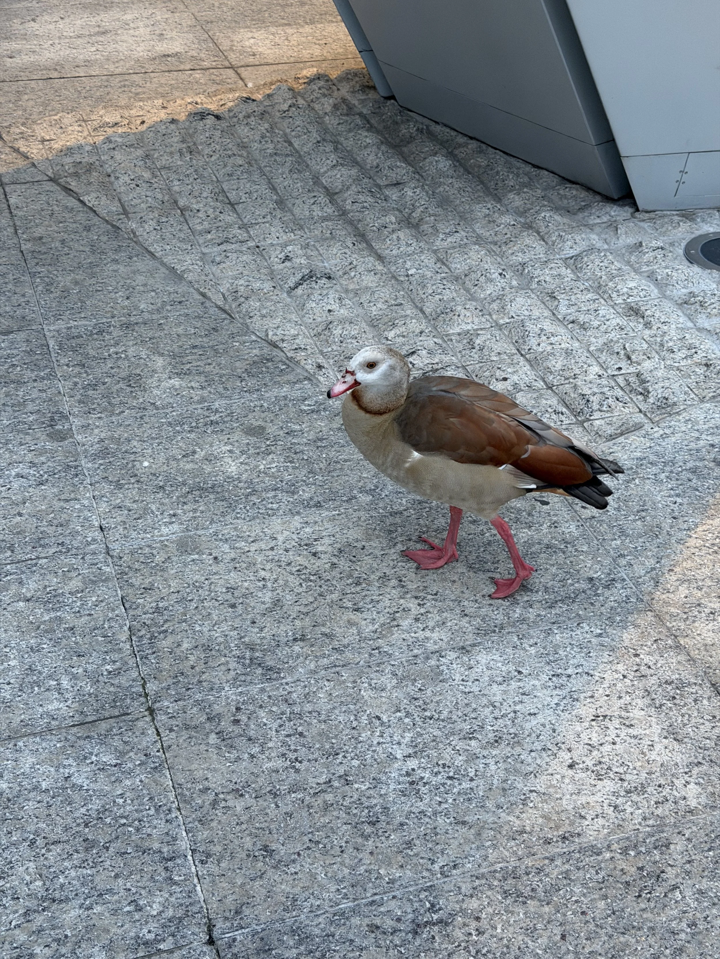 A duck standing on gray stone pavement next to a gray building.