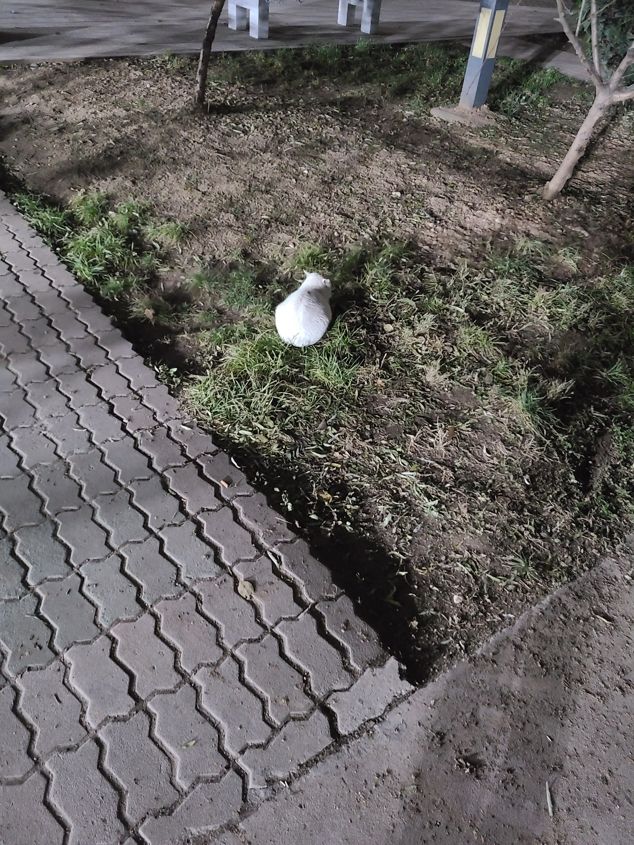 A white cat sitting on grassy soil next to a paved walkway at night, with a wooden deck and trees in the background.