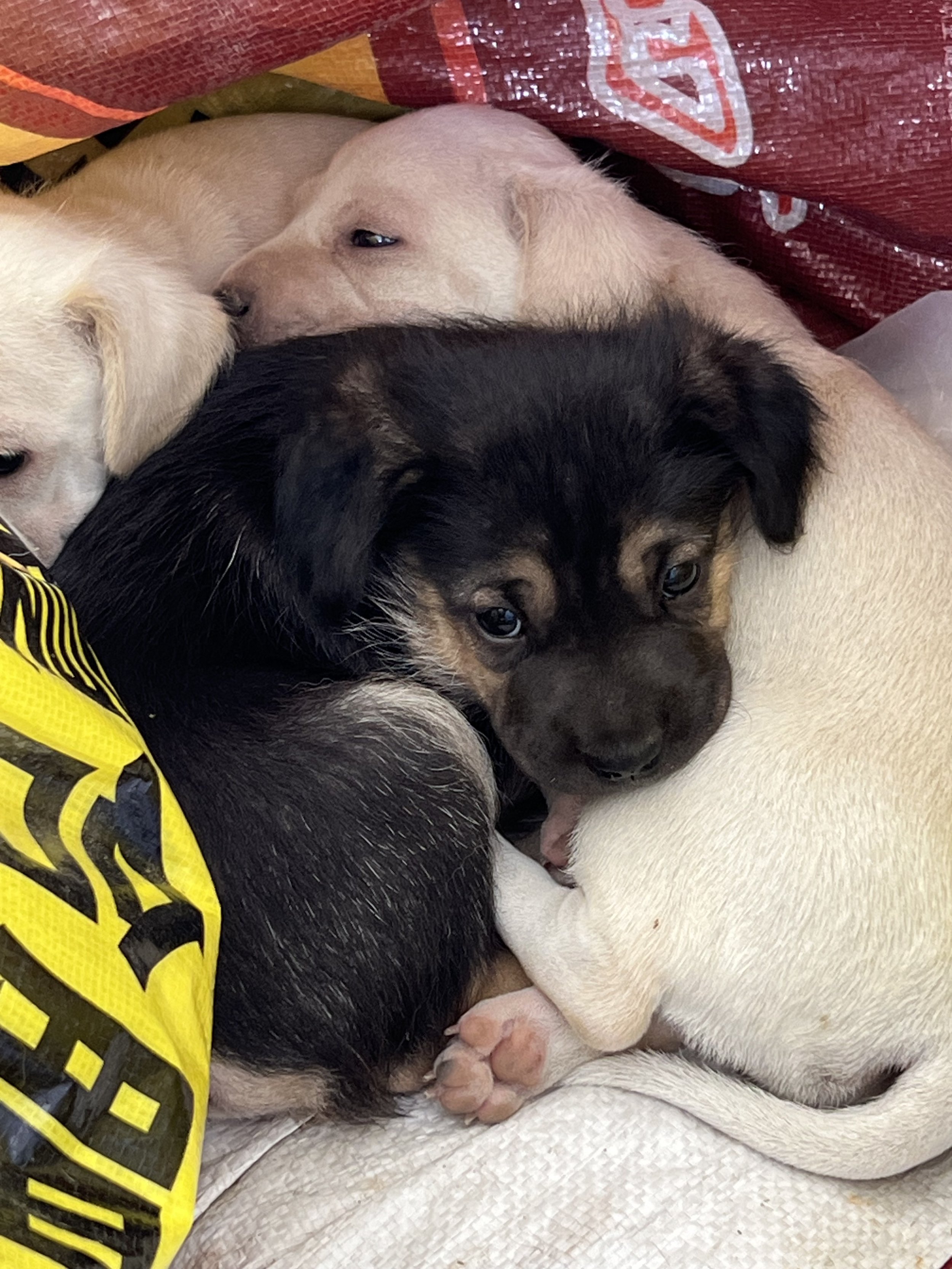 Three puppies cuddling together, one with black and tan fur, one white, and one light tan, lying on a soft surface.