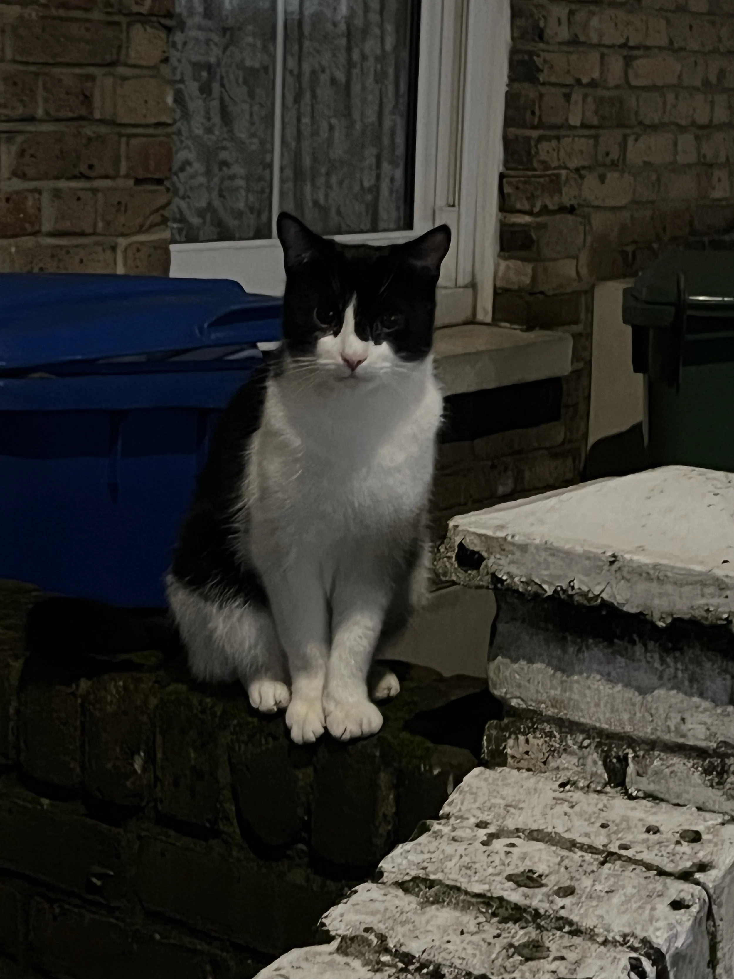 A black and white cat sitting on a stone ledge outdoors near a brick wall and window at night.