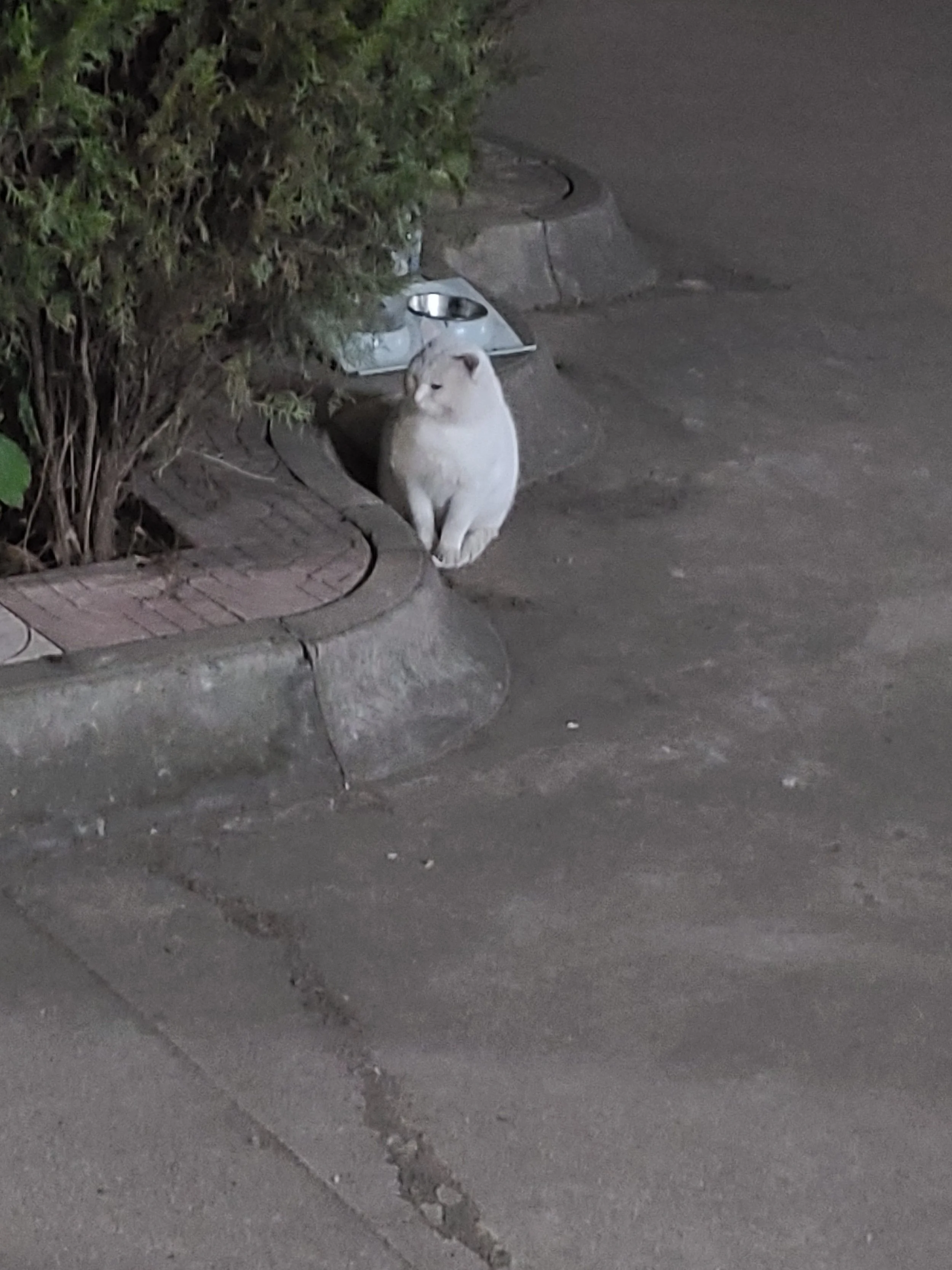 A white cat sitting next to a bush with a metal water bowl on a sidewalk.