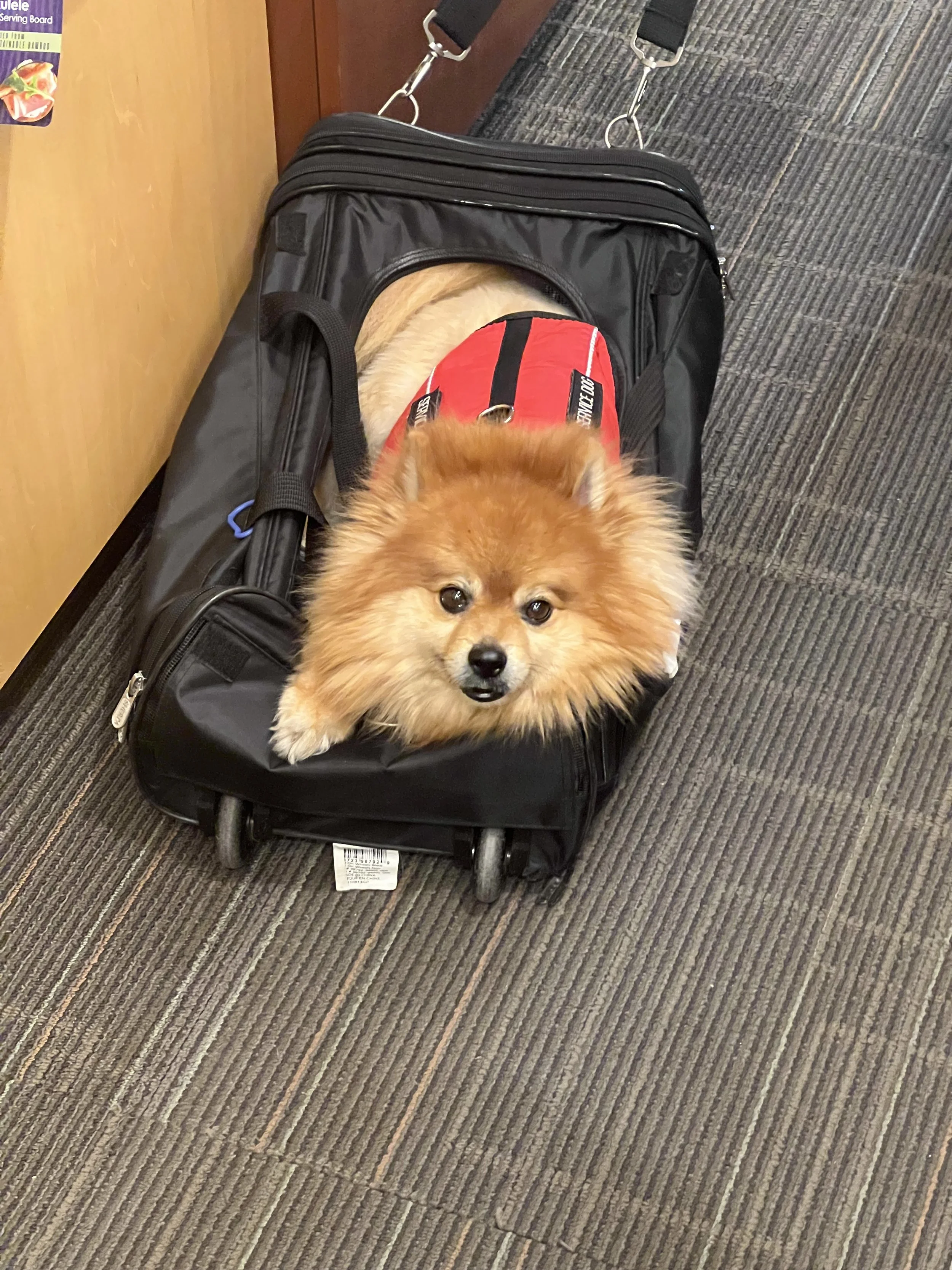 A small, fluffy dog with a reddish-brown coat and a white chest lying in a black pet carrier suitcase on a carpeted floor. The dog is wearing a red harness.