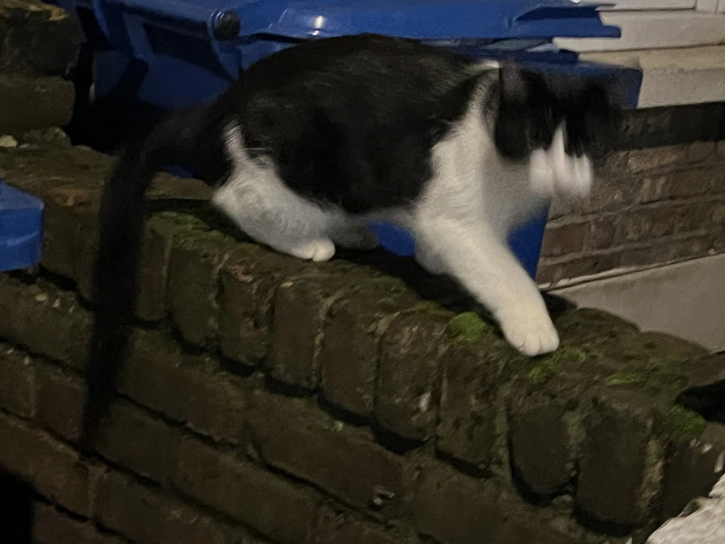 Black and white cat with a black patch around its right eye, resting on a blue bench next to a brick wall.