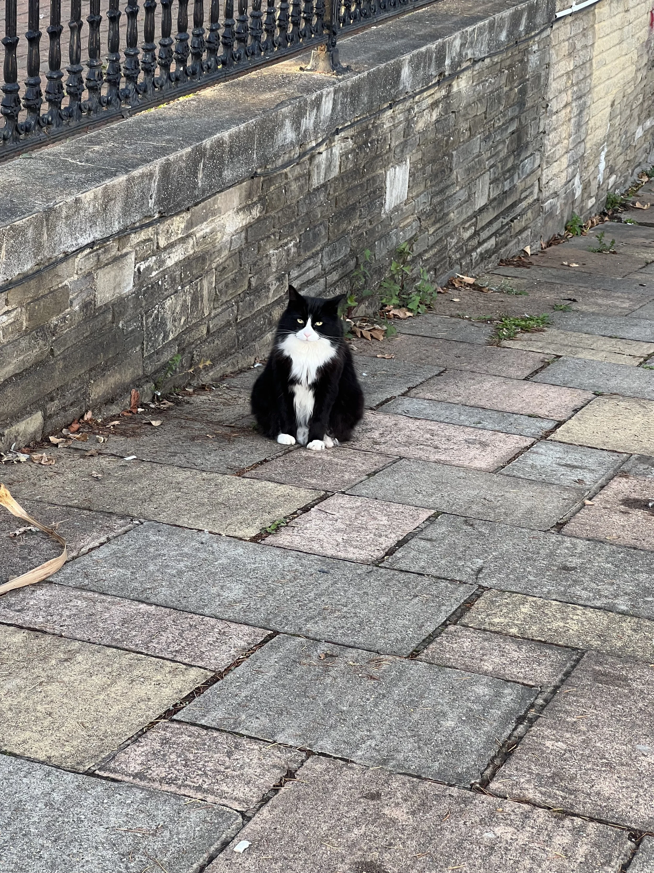 A black-and-white tuxedo cat sitting on a stone sidewalk next to a brick wall with plants sprouting from the base.