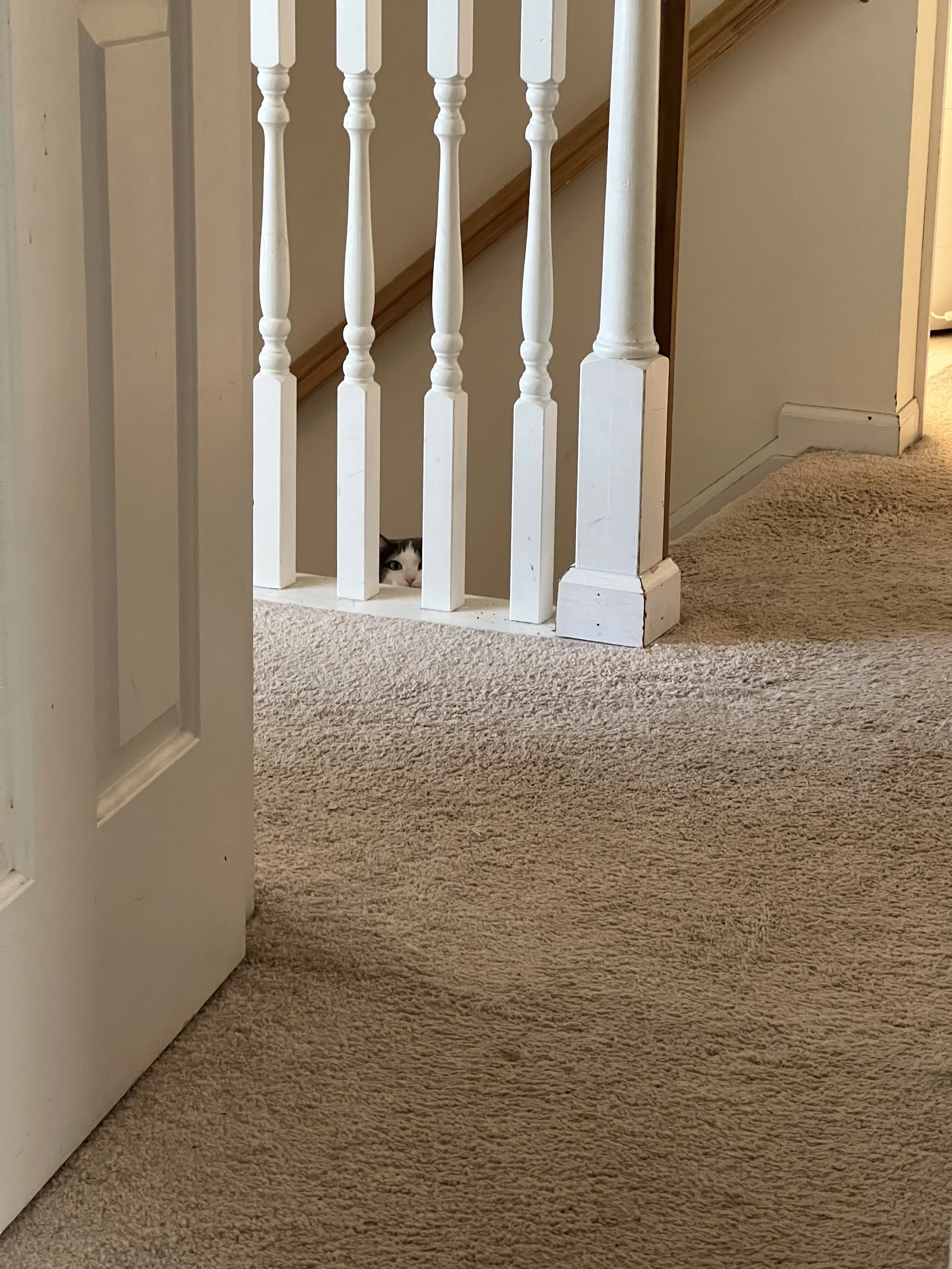 A glimpse of a staircase with a white wooden railing and spindle posts, with a black and white cat peeking through the bottom of the railing, on a beige carpeted floor inside a house.
