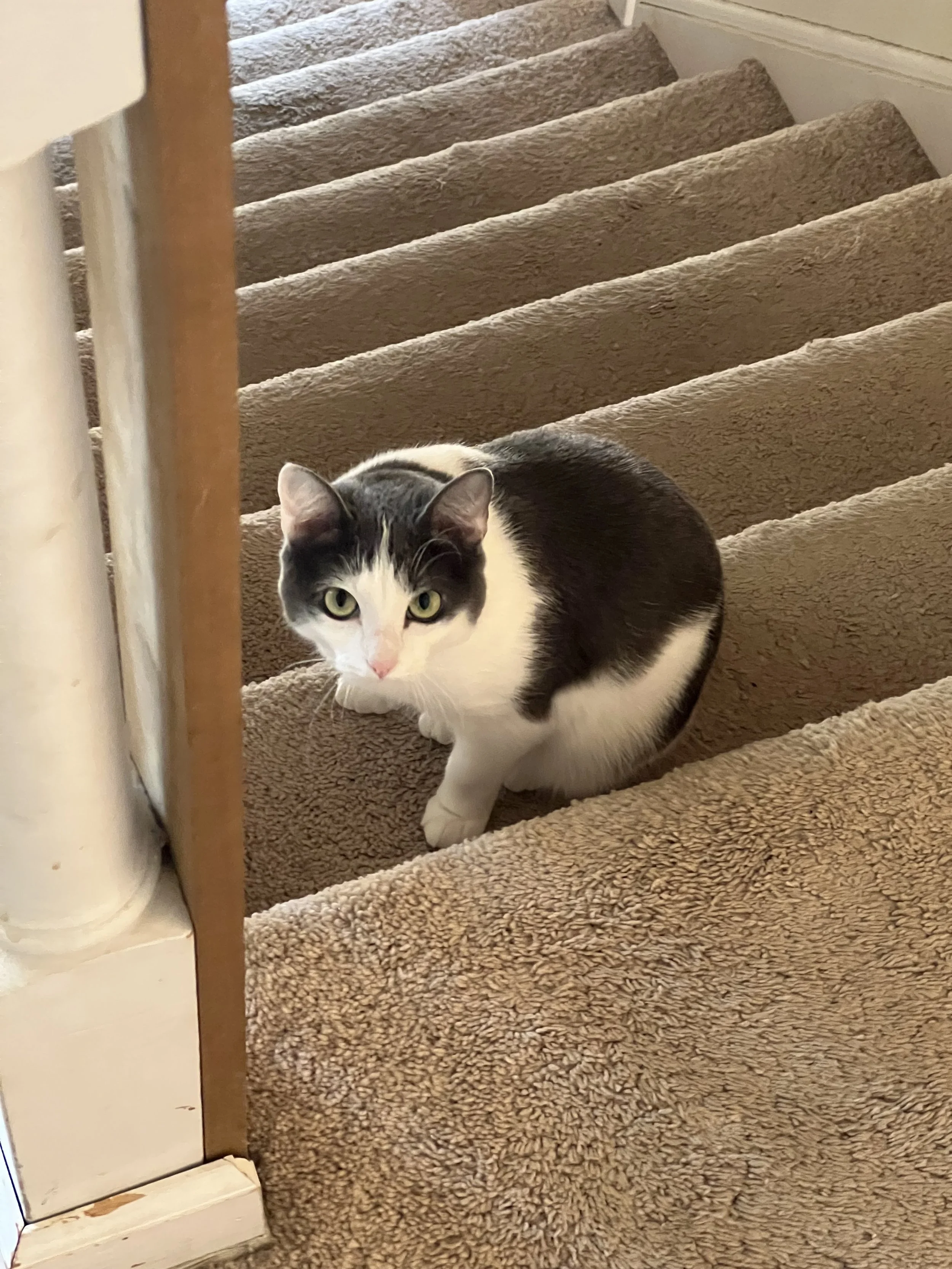 A black and white cat with green eyes crouching on carpeted stairs, partially hidden behind a piece of furniture.