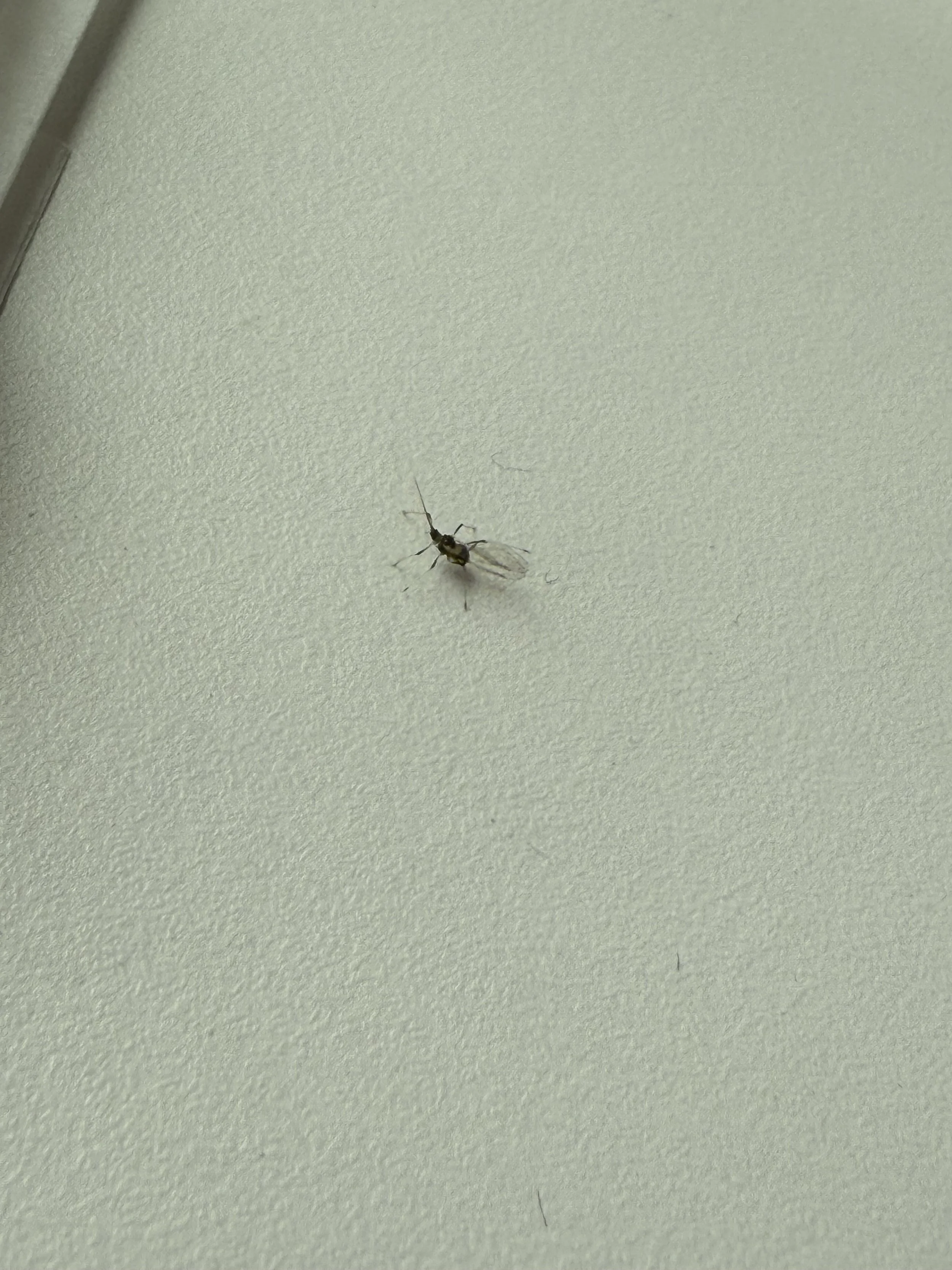 Small insect on a textured off-white surface.