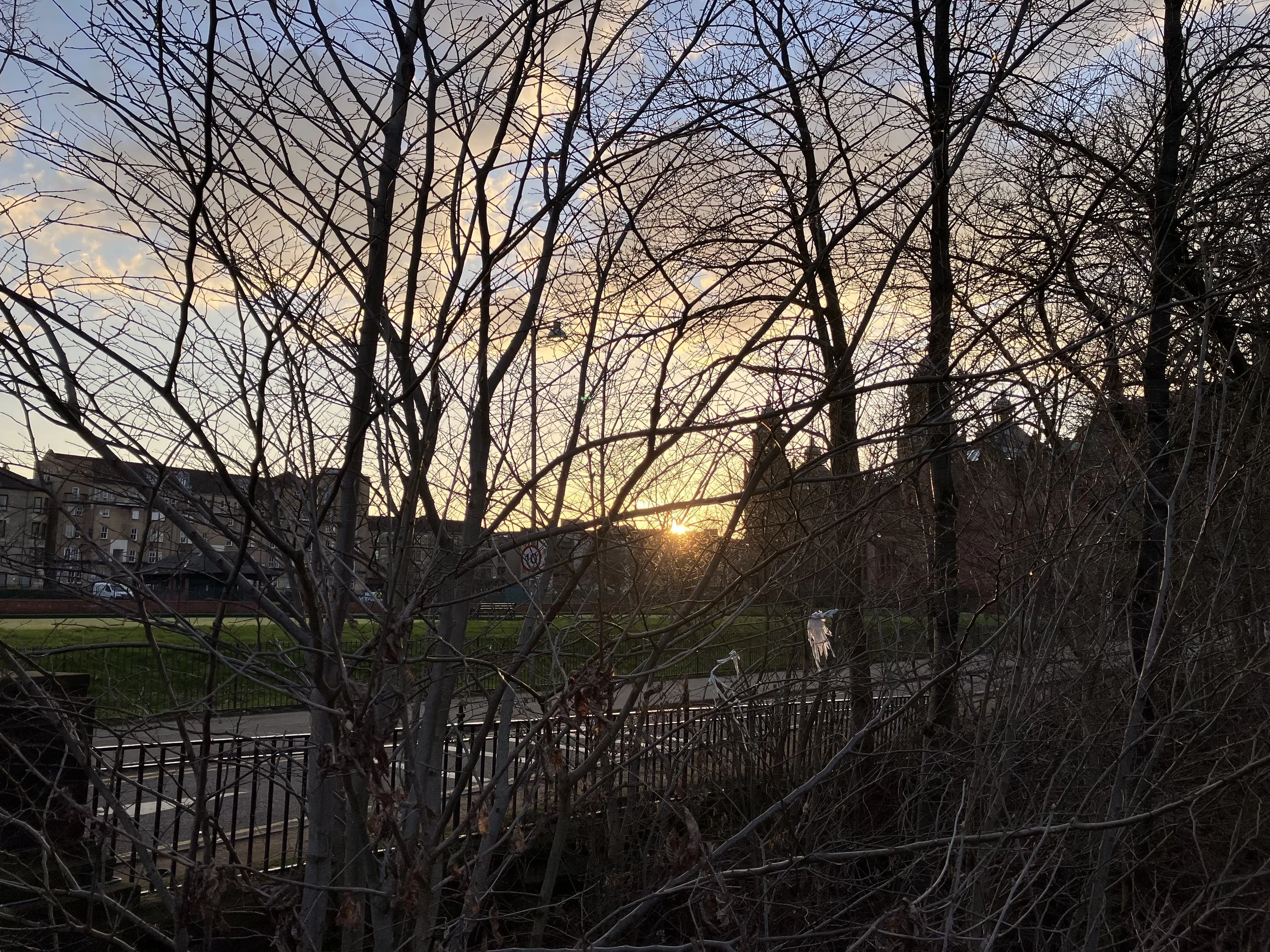 Bare tree branches against a sunset sky with buildings in the background.
