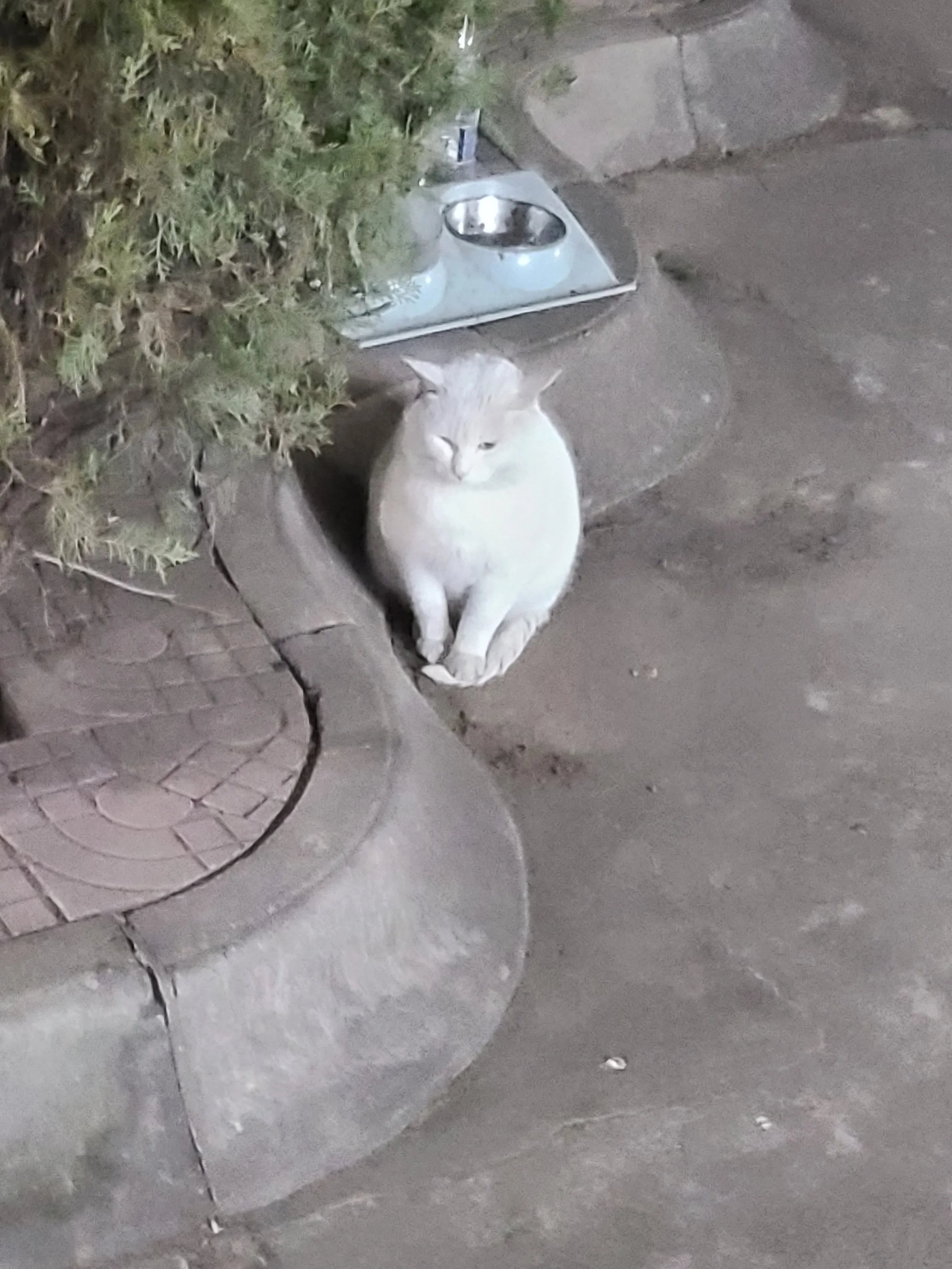A white cat sitting next to a metal pet water fountain on the sidewalk, with some greenery and bricks nearby.