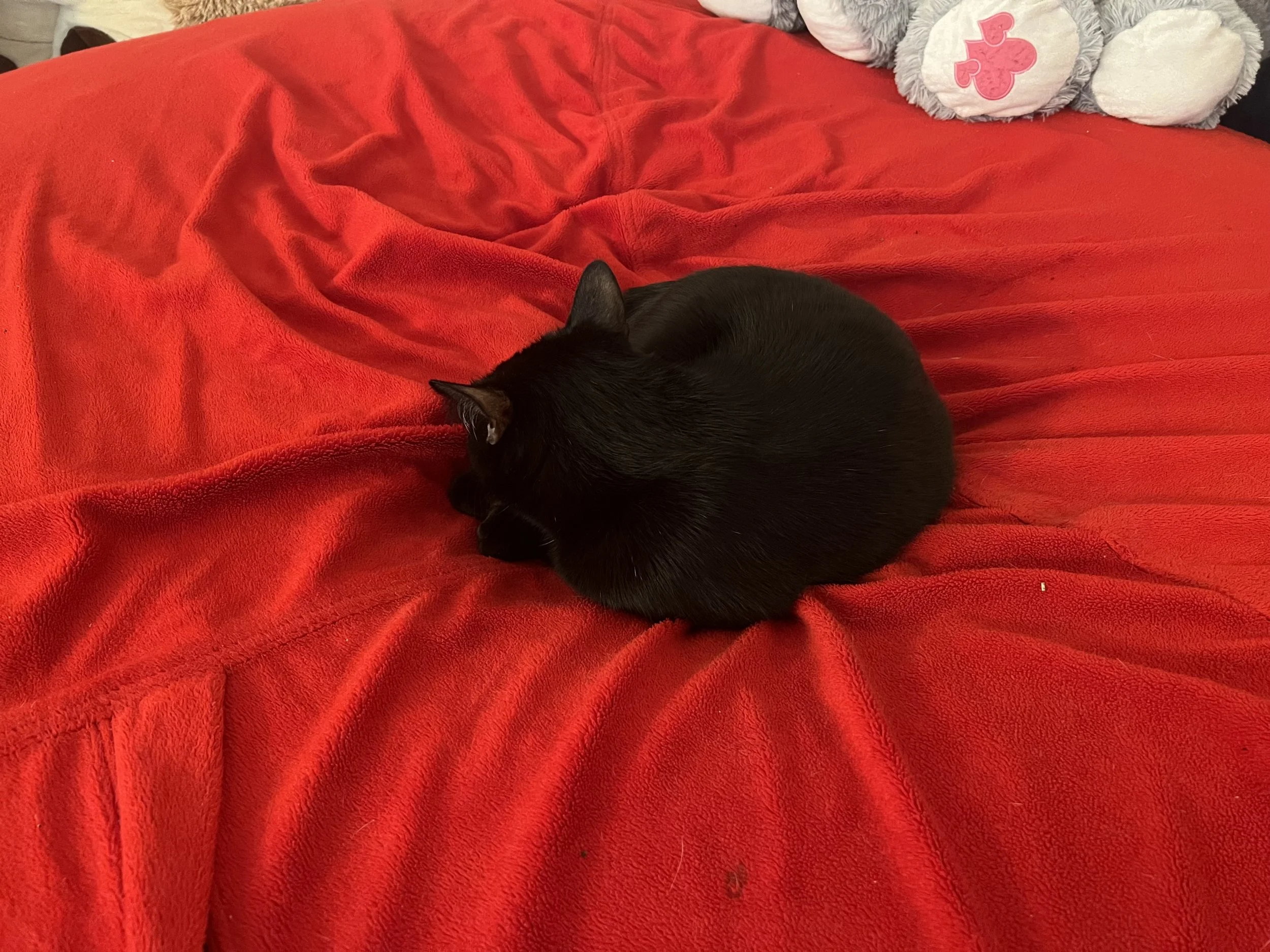 A black cat curled up sleeping on a red blanket.