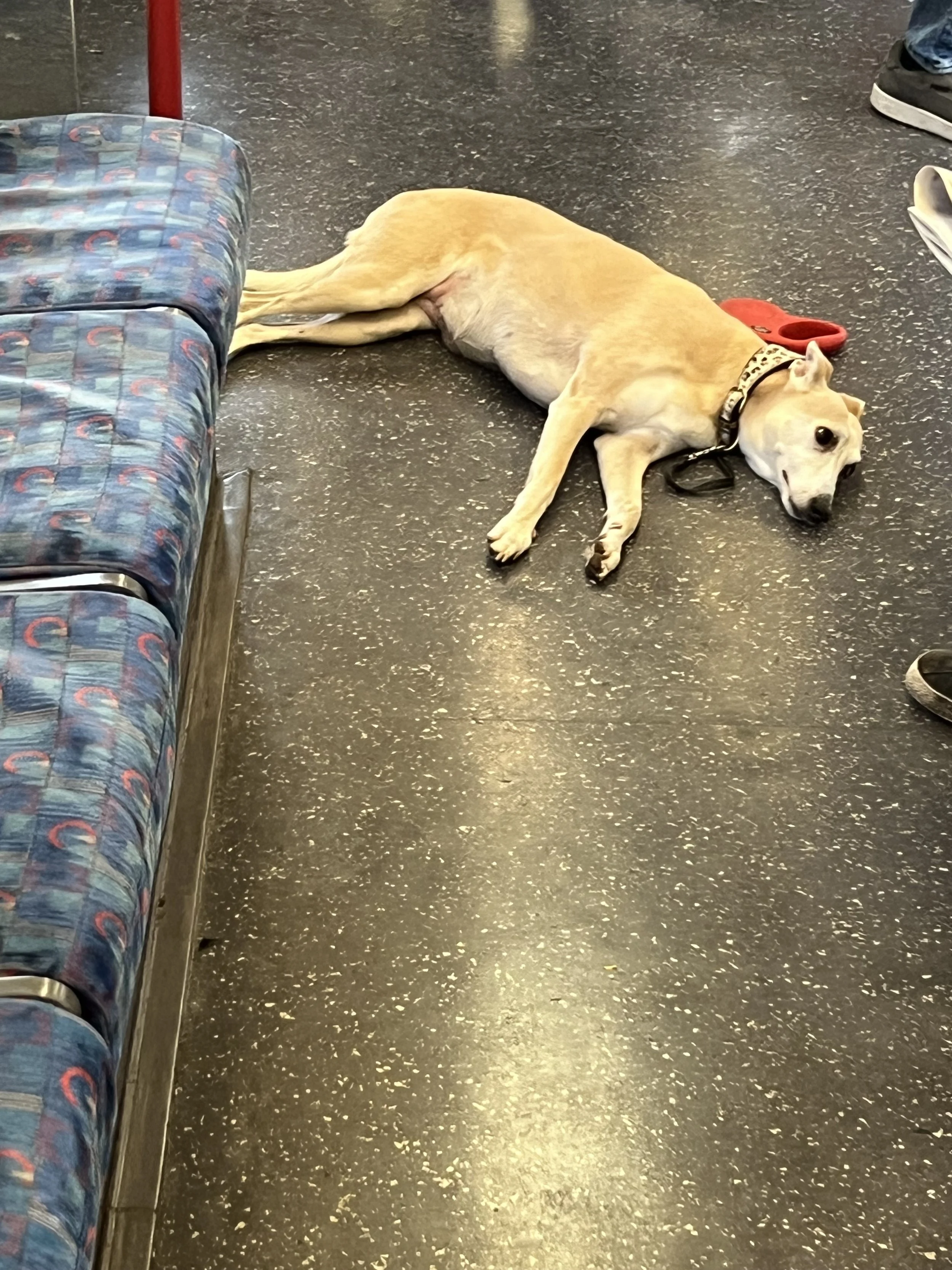 A tan-colored dog lying on a black speckled floor with a red collar, a red toy, and nearby shoes, next to a patterned couch.
