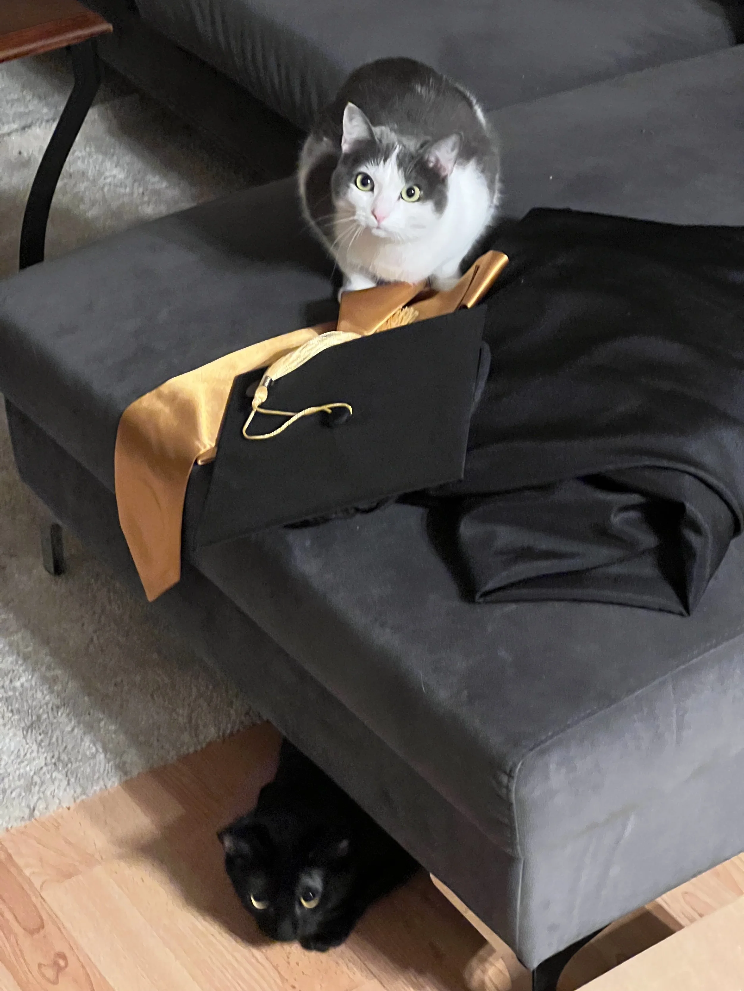 A black cat with yellow eyes sitting on the floor below a gray couch, with part of the couch's leg and a small wooden table visible in the background.