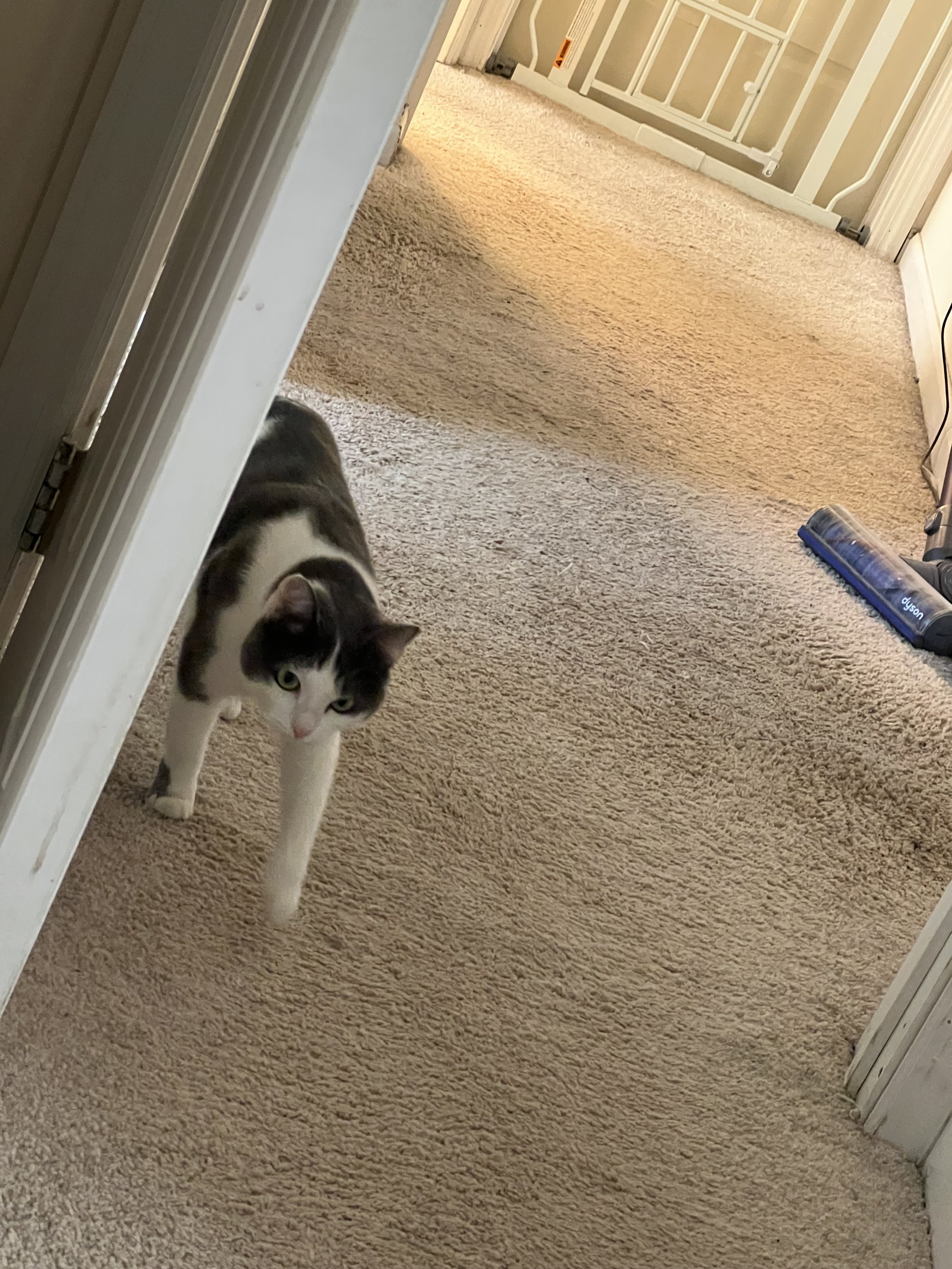 A black and white cat walking through a doorway into a carpeted room, with a vacuum cleaner on the right side.