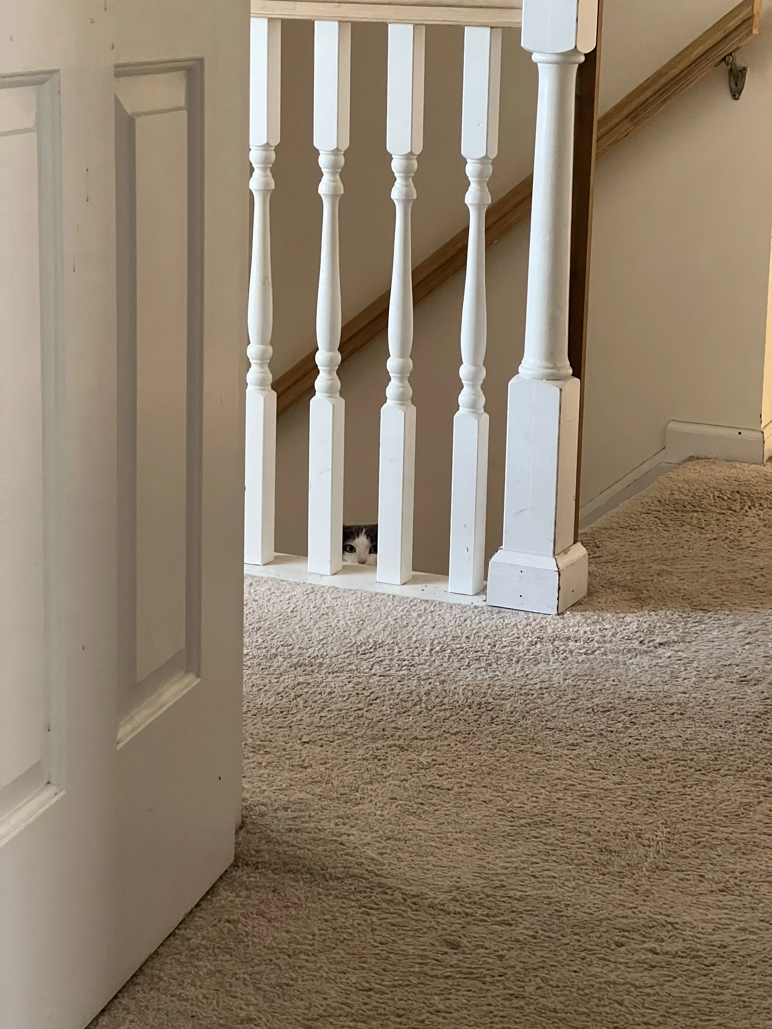 A black and white cat peeking through the wooden slats of a staircase railing in a home interior.