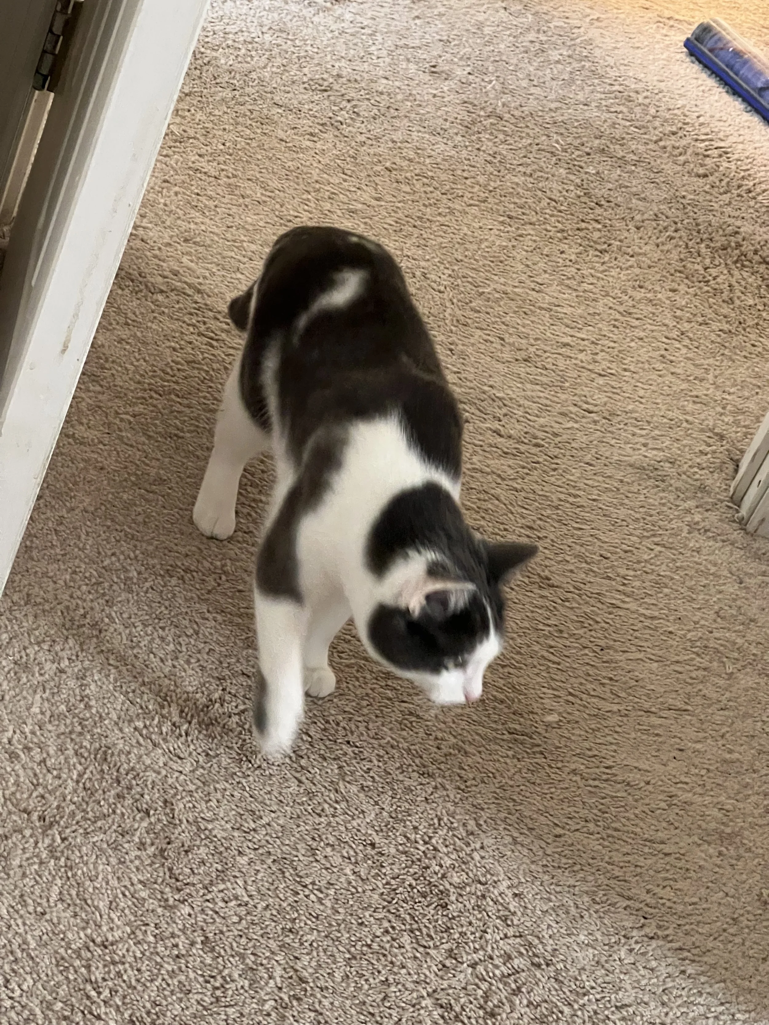 Two black and white cats walking on a beige carpet inside a house.