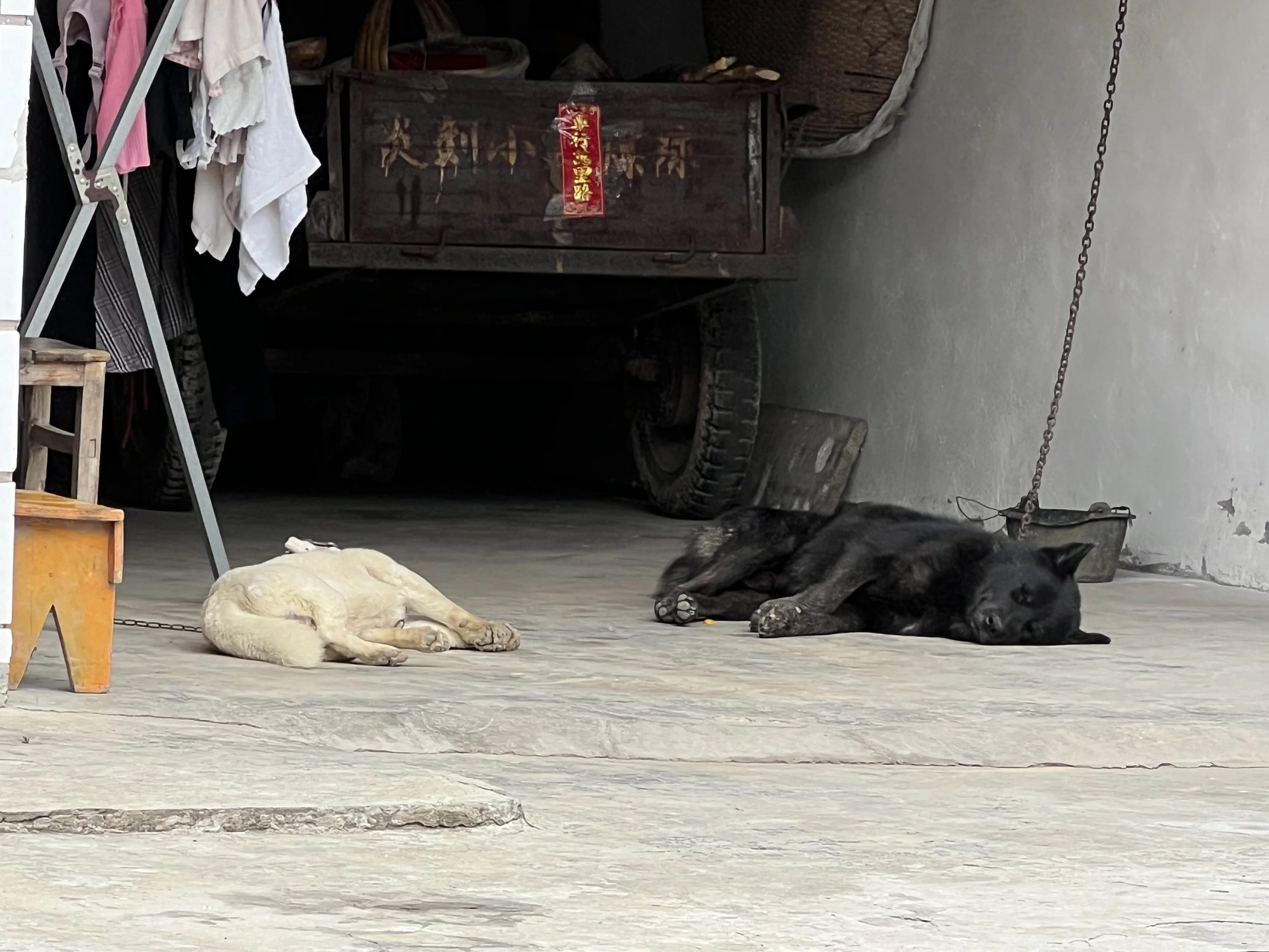 Two dogs lying on a concrete floor, one white and one black, outside a rustic building with laundry hanging on a rack to the left and a wooden cart and tools nearby.