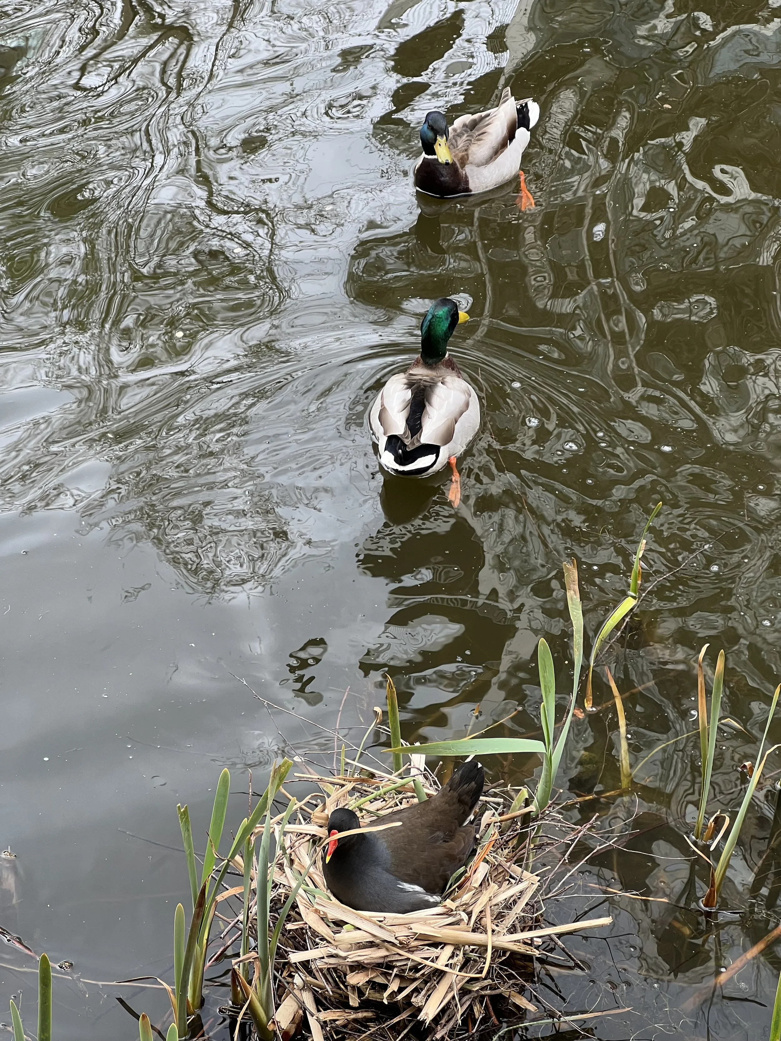 Two mallard ducks, one male with a green head and yellow bill and one female with a brown and black body and an orange beak, are on a nest made of twigs and leaves in a pond with reflective water and tall green grass around the edges.