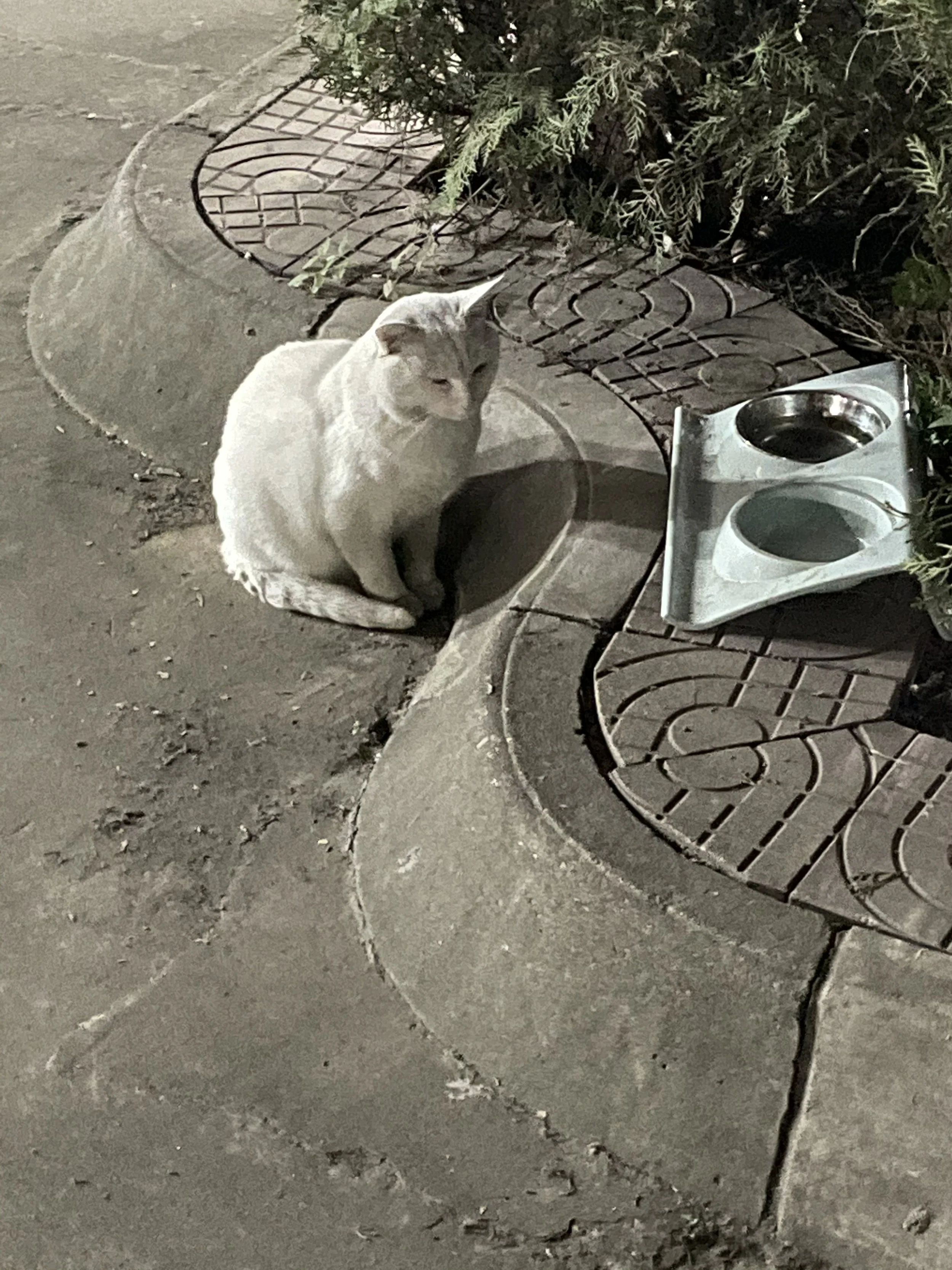 A white cat sitting on a sidewalk near a plant and a metal pet feeding station, with two bowls filled with water or food, at night.
