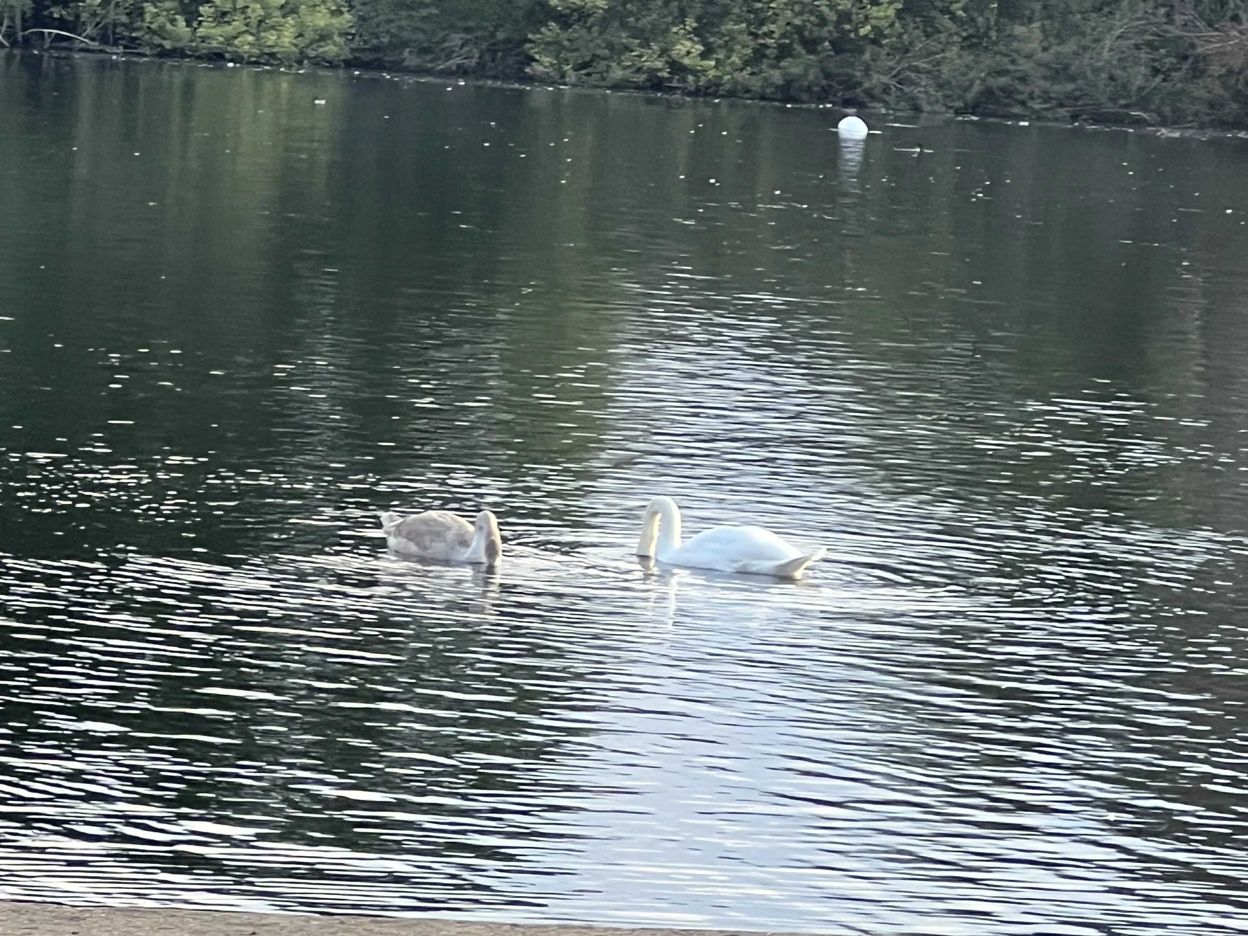 Two swans swimming in a body of water near a wooded shoreline.